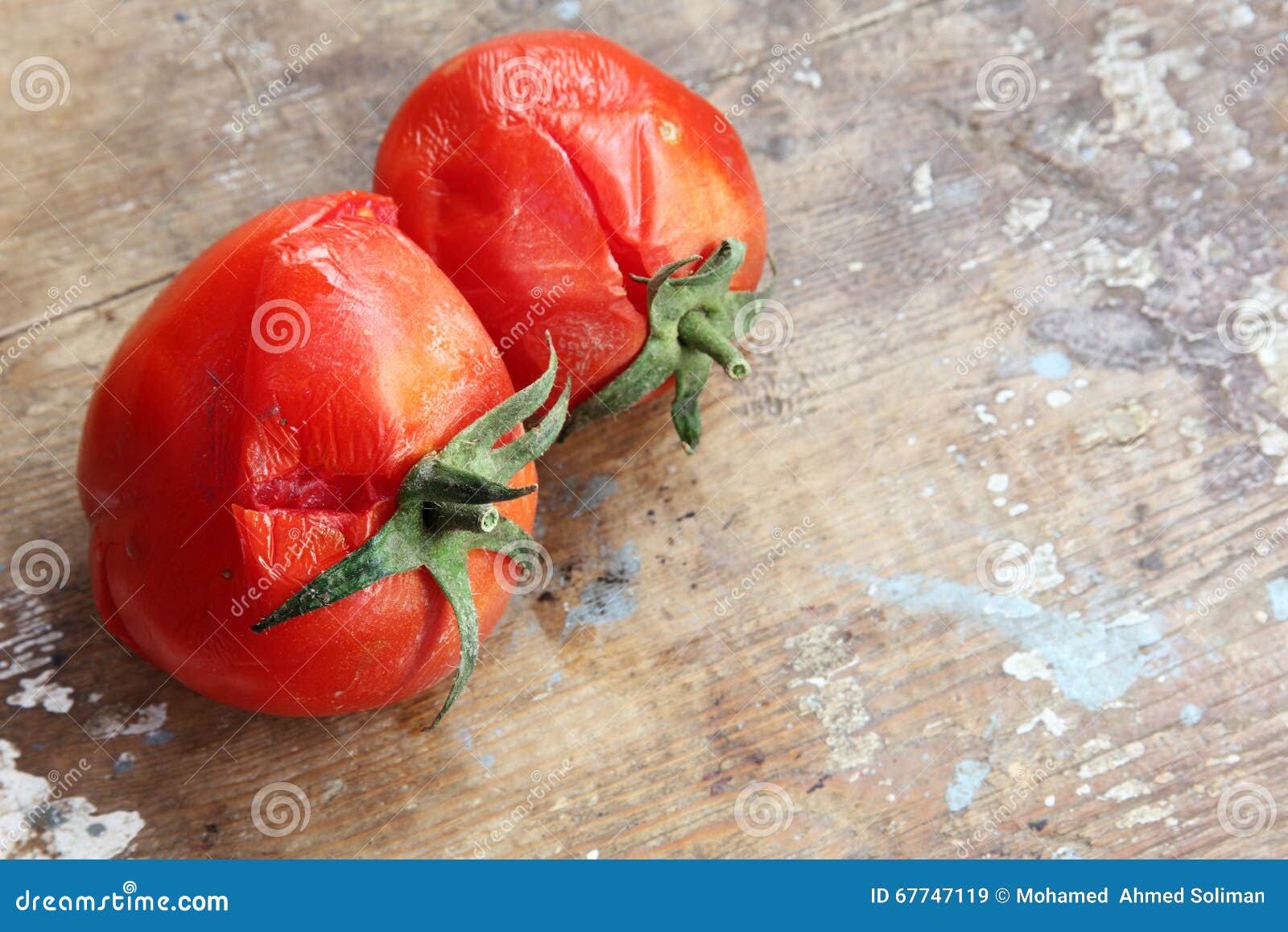 Rotten tomato stock image. Image of rotten, affected 67747119