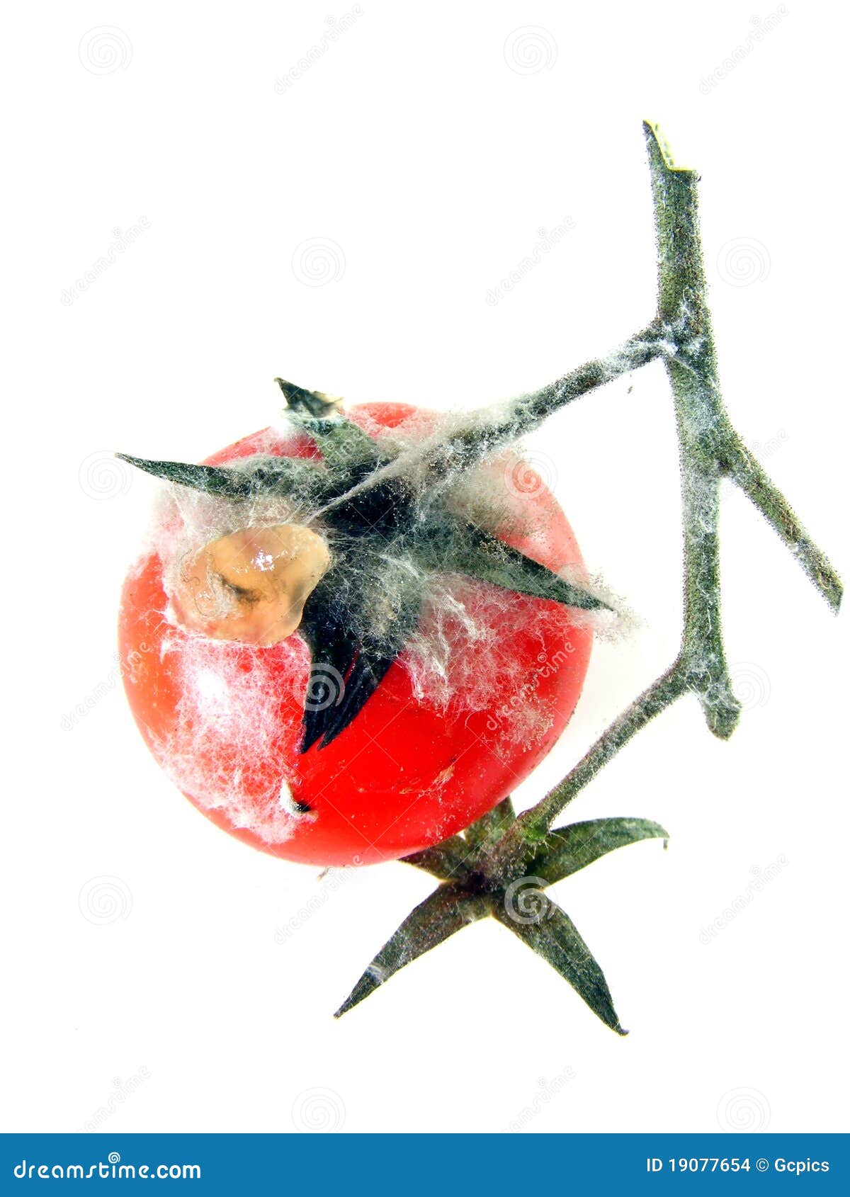 A Rotten Tomato on the Vine Stock Photo Image of disgust, closeup