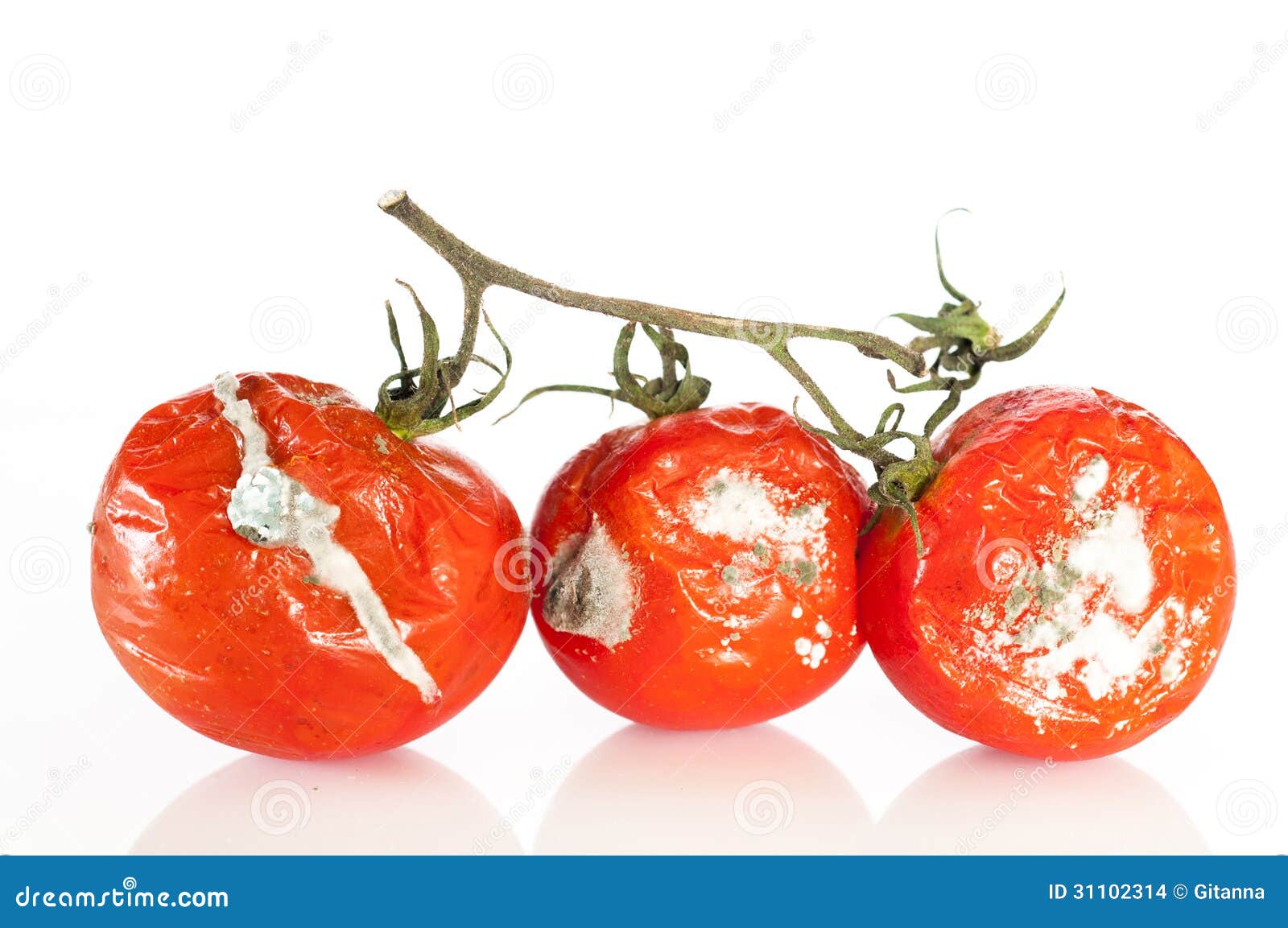 Rotten tomatoes stock photo. Image of fungus, orange - 31102314