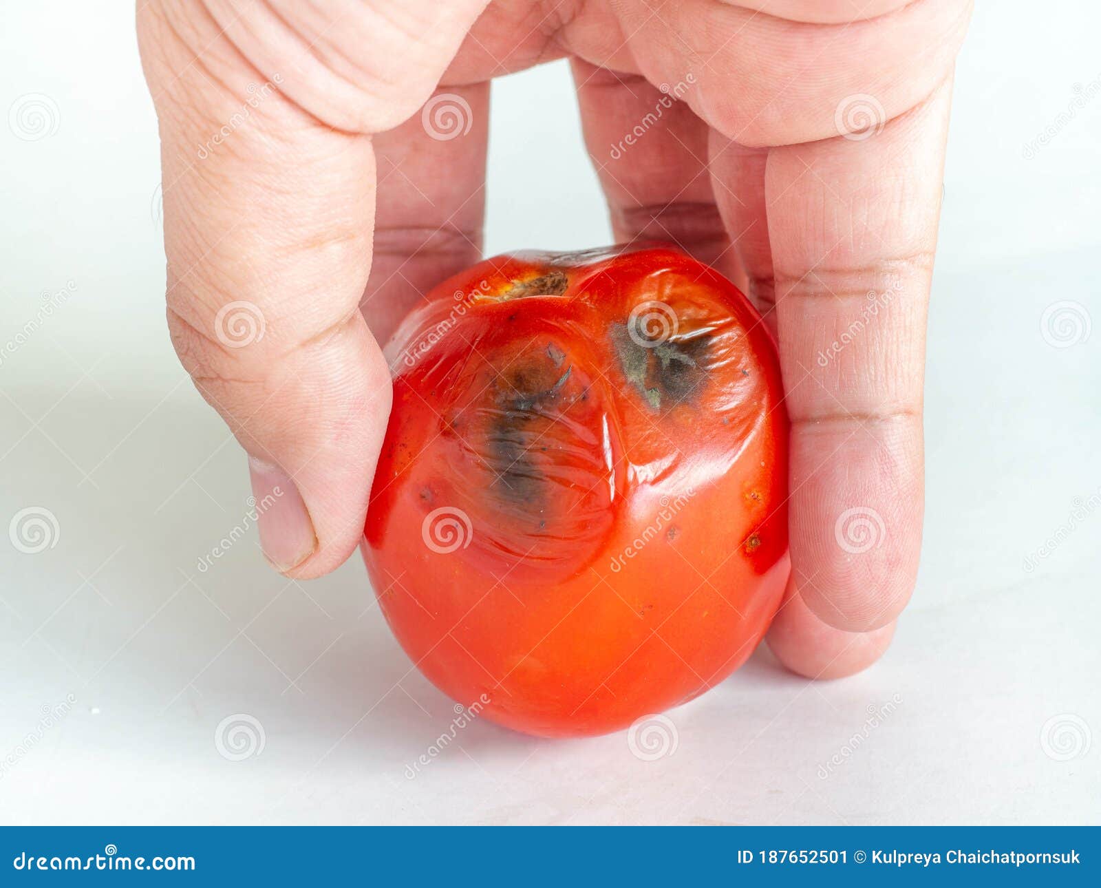 Rotten Tomatoes Is A Red Fruit Sour And Sweet Skin Has Black Mold Tomato Picking White Background Stock Image Image Of Natural Food 187652501