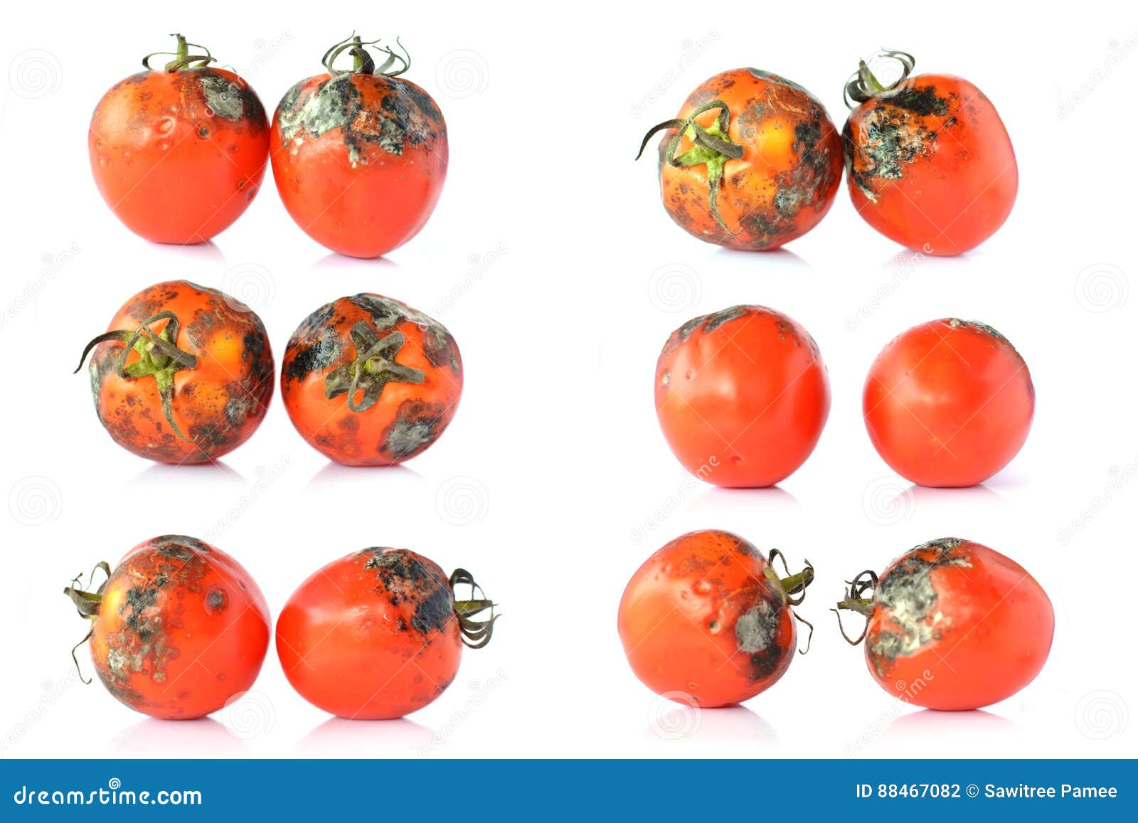 Rotten tomatoes on white stock photo. Image of delicious 88467082