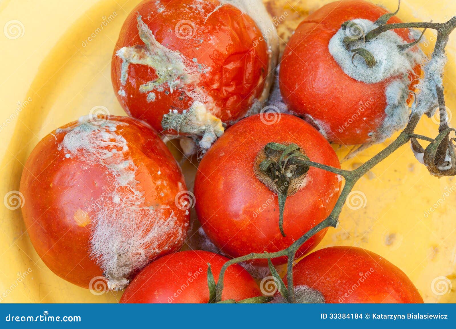 Rotten Tomatoes Vine Stock Photos - Free & Royalty-Free Stock Photos from  Dreamstime