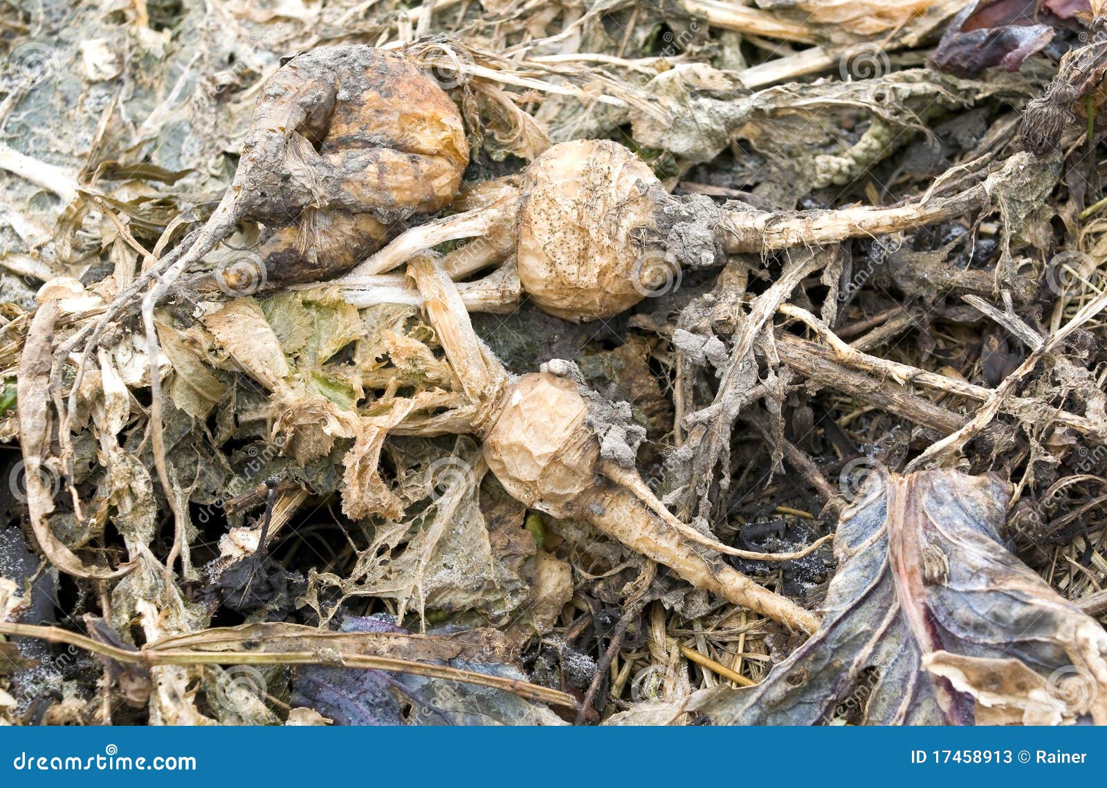 Rotten Turnips Stock Photos Image 17458913