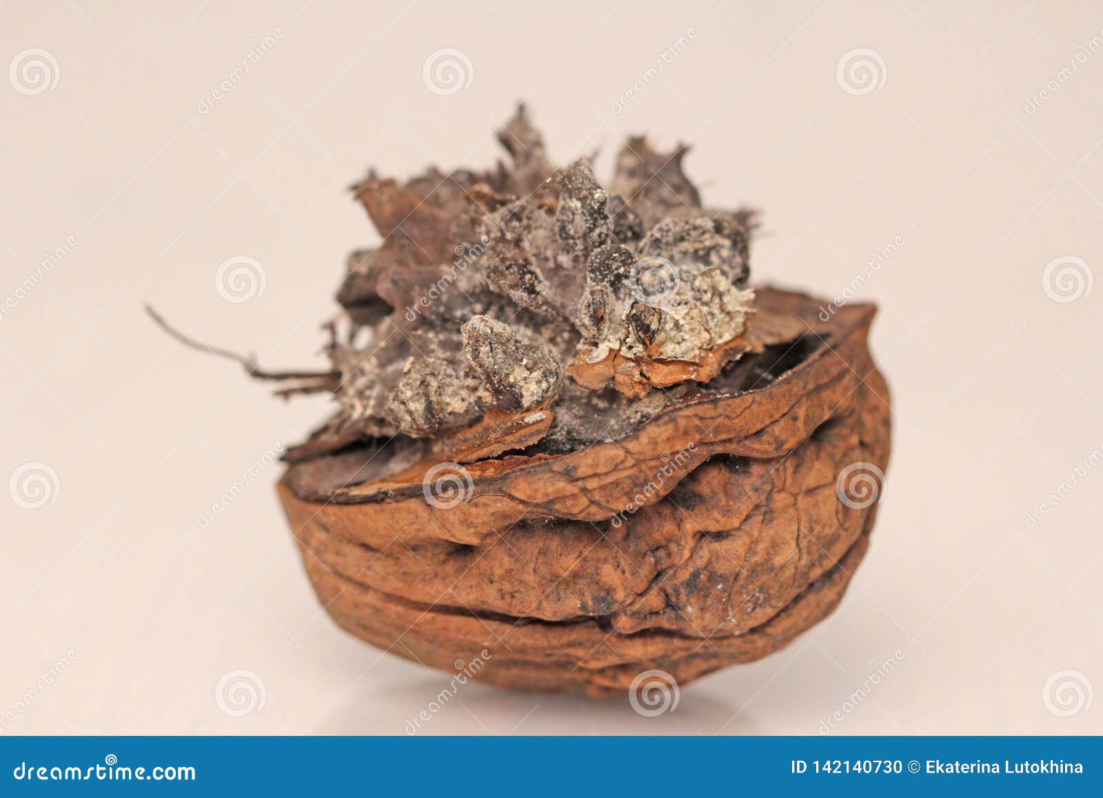 rotten walnut. infected walnut halves. spoiled walnut with mold  on white background closeup - image