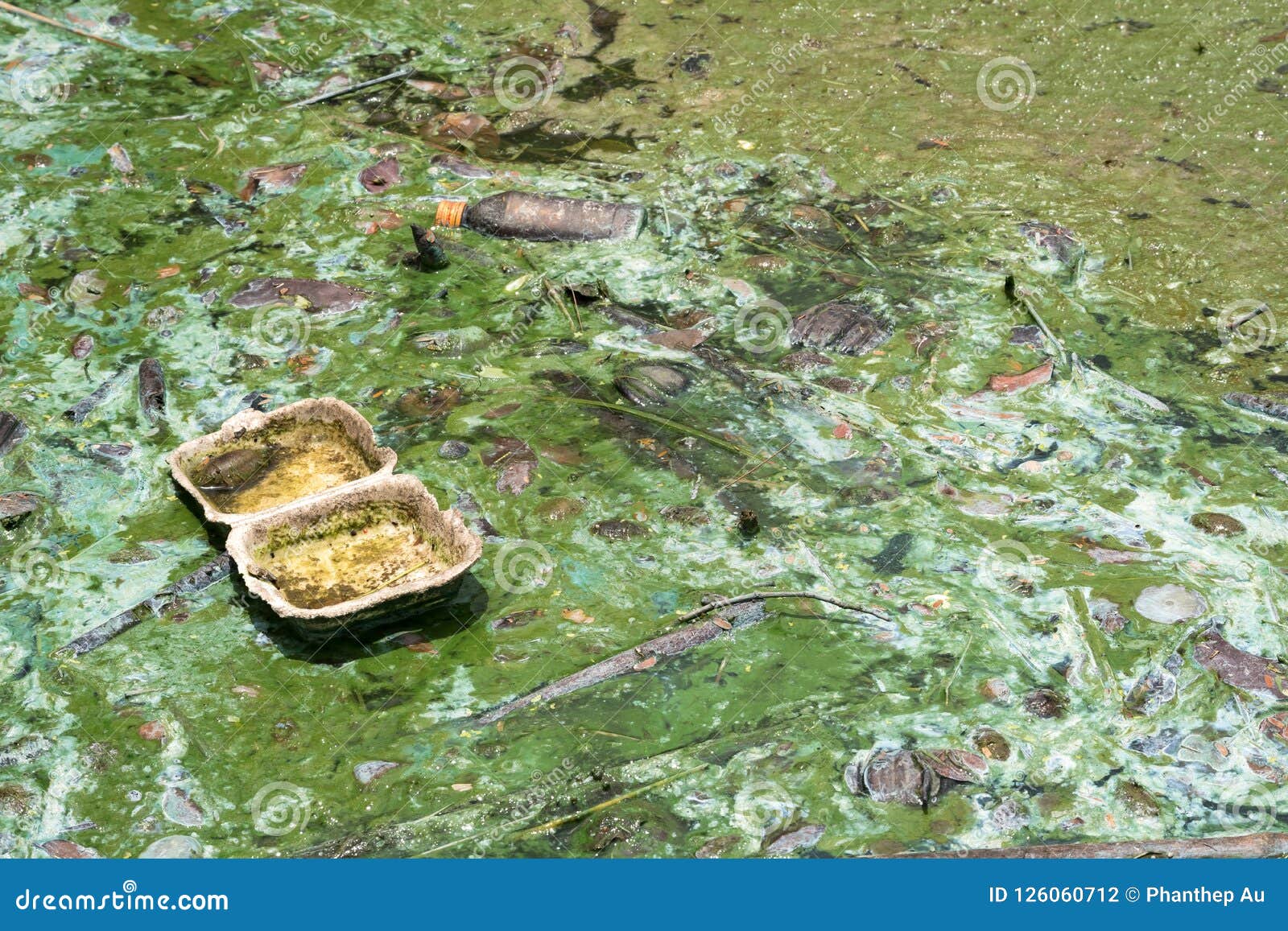 Rotten Water with Garbage on Surface Stock Photo Image of bubble