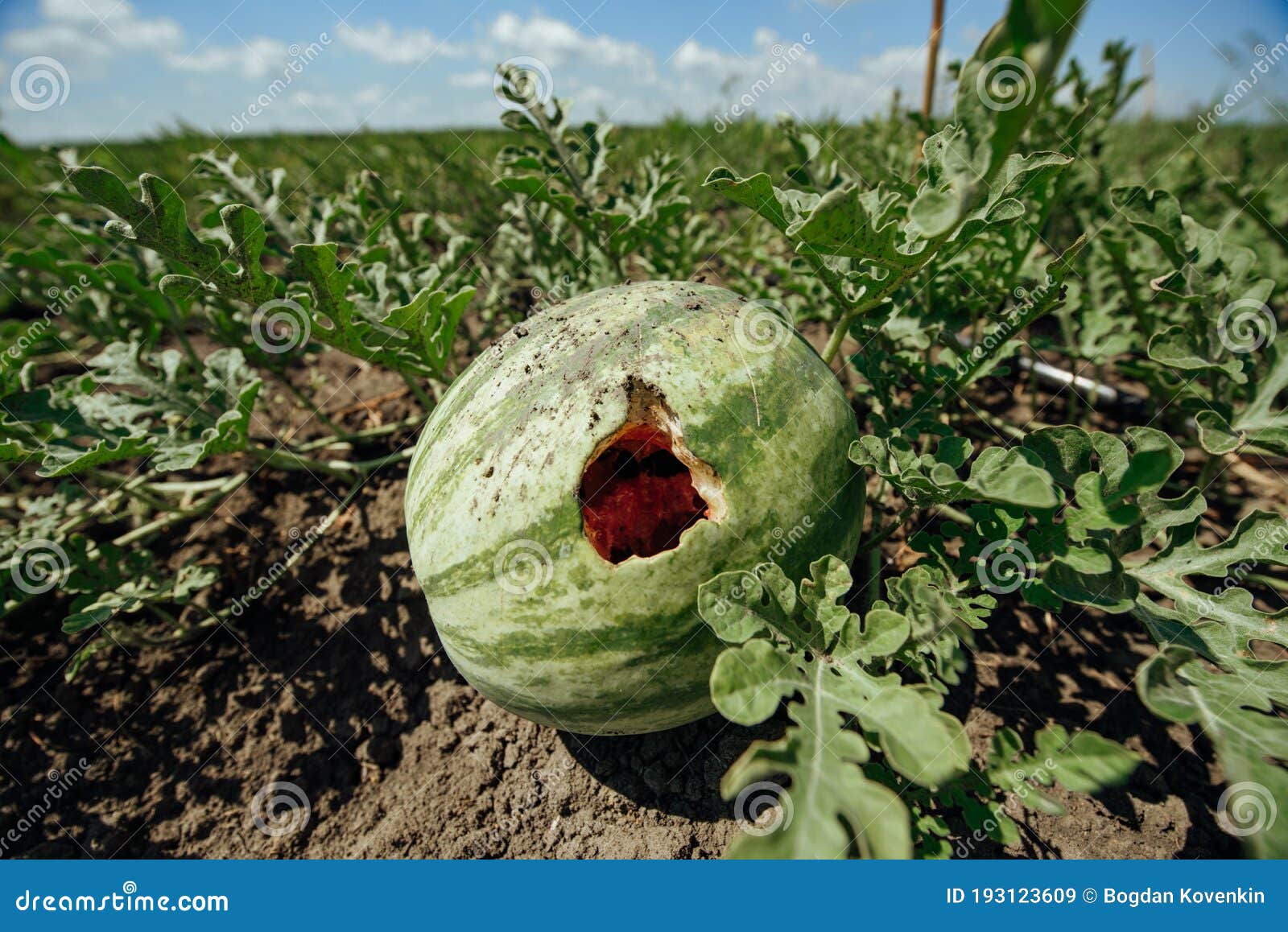 Rotten Watermelon in a Watermelon Field Stock Image Image of crop