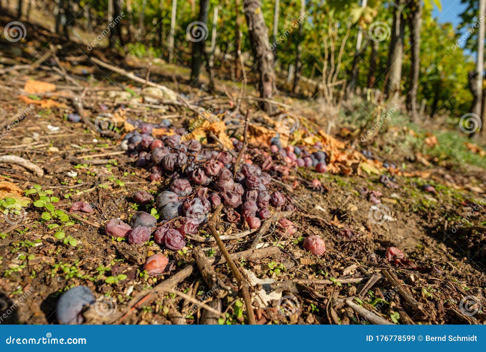 Rotten wine grapes on soil stock image. Image of wine 176778599