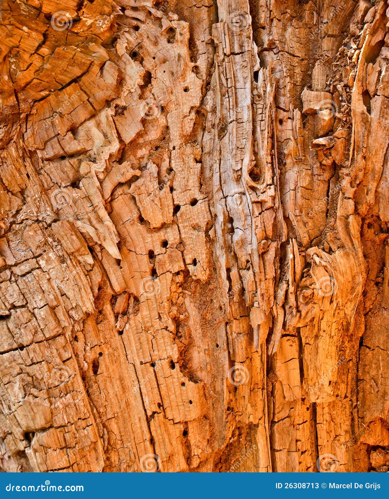 Rotten Wood Stock Photos Image 26308713