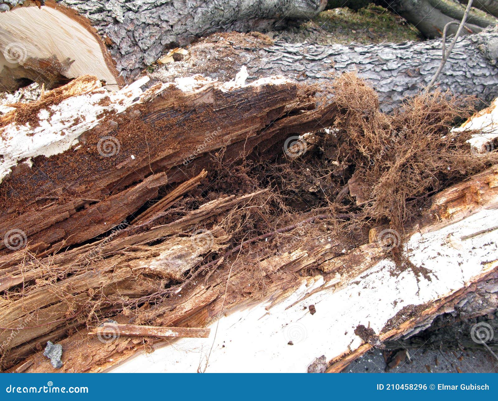 Rotten wood in the forest stock photo. Image of wood 210458296