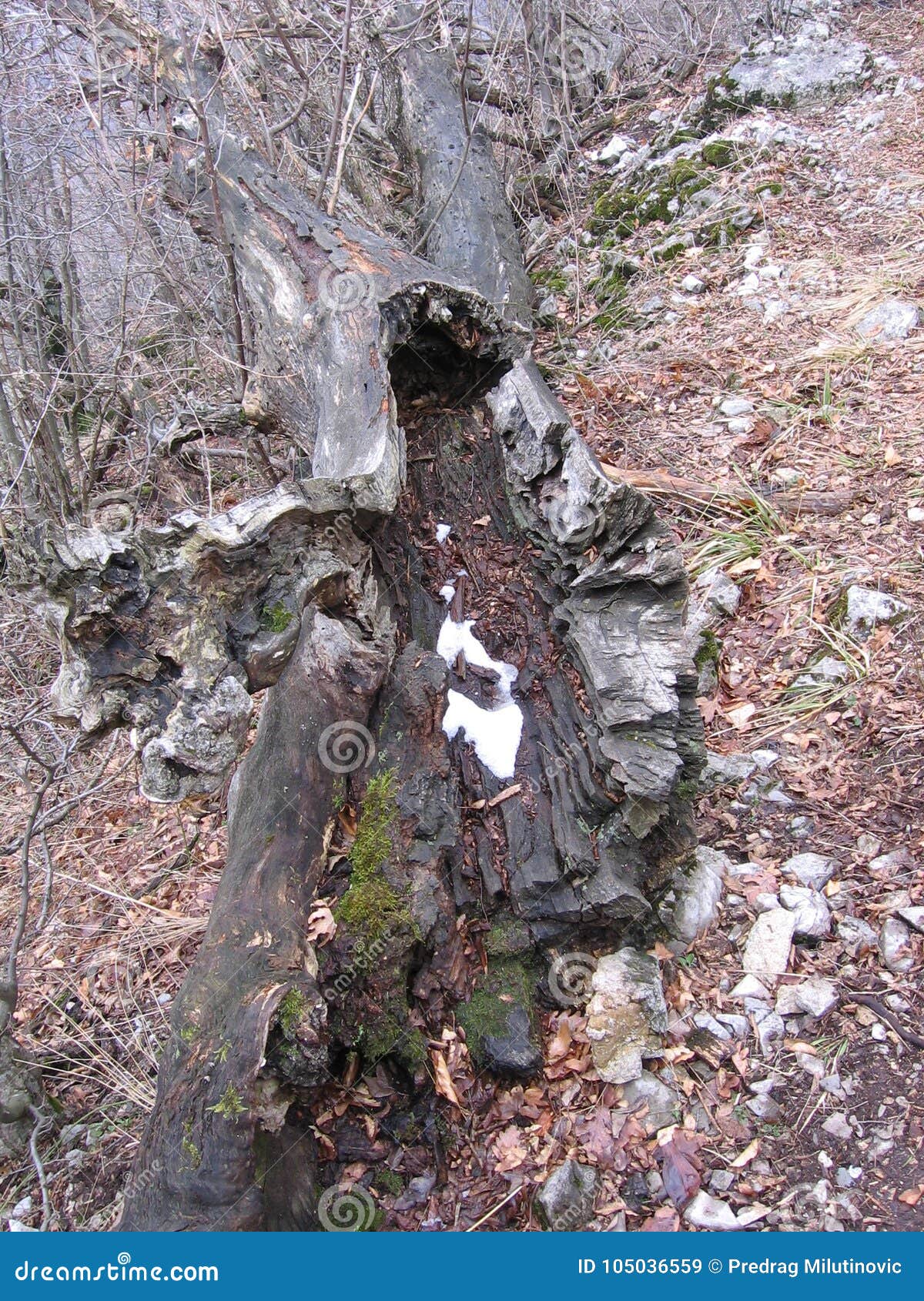 rotten wood in the forest