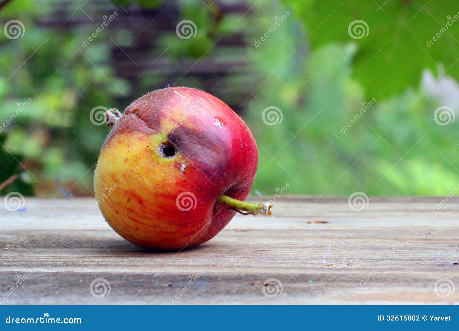 Rotten and Wormeaten Wormy Apple Stock Photo Image of unhealthy