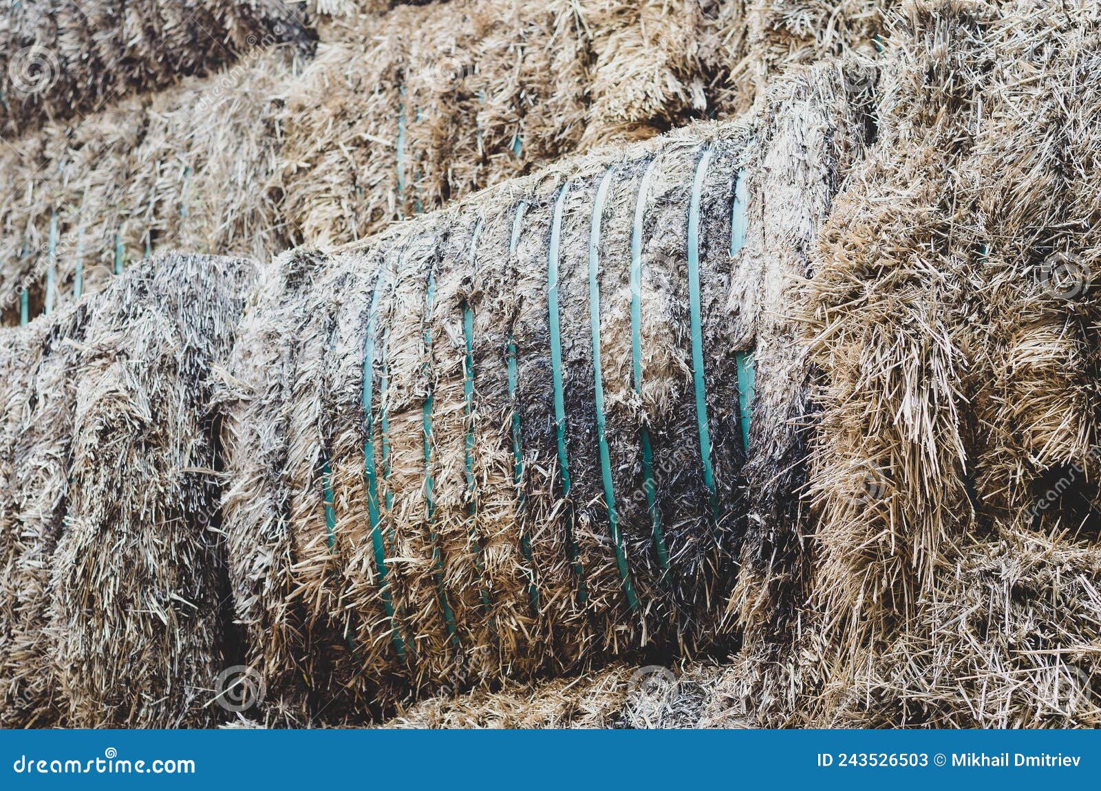 Rotting Bales of Hay on the Farm. Stack of Rectangular Bales of Dry Straw in the Open Air Stock