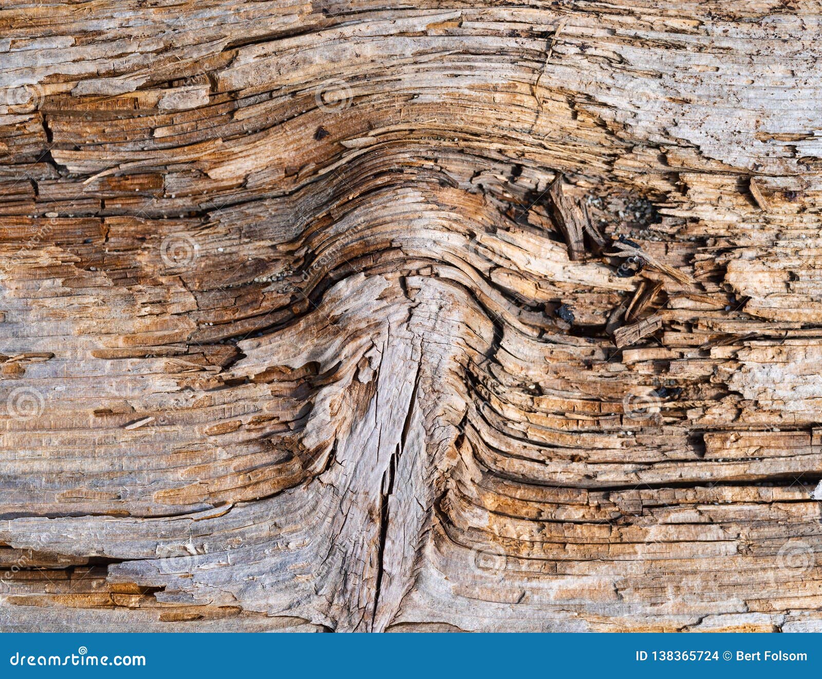 Rotting Driftwood Board in the Early Morning Light Stock Photo Image of surface, outdoors