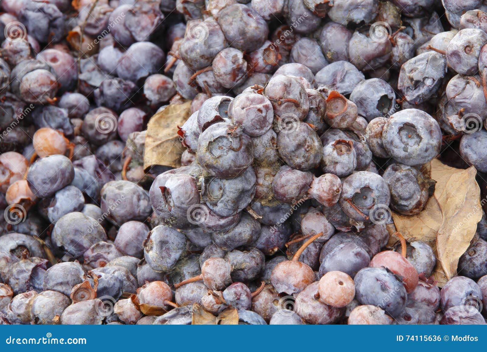 Rotting Fruit stock photo. Image of crop, thrown, damaged - 74115636