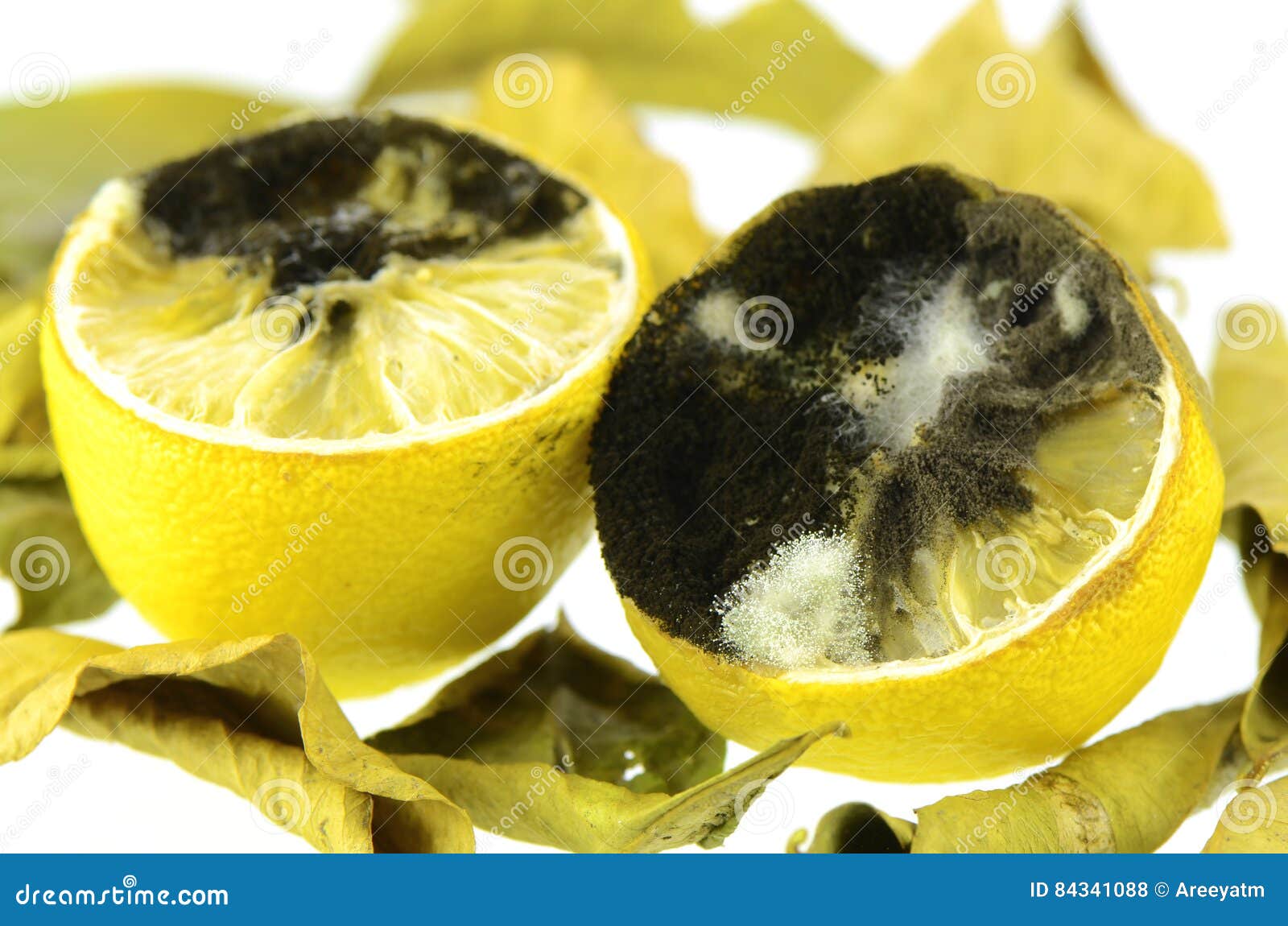 Rotting lemon fruit. stock photo. Image of mold, 84341088