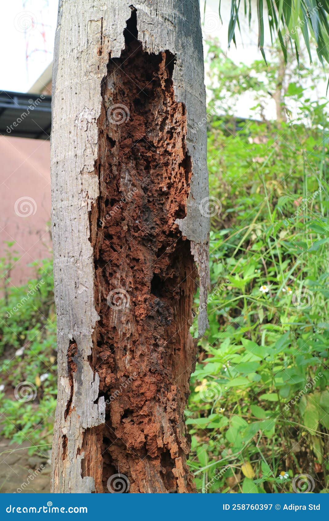 Rotting Palm Tree Trunk Eaten by Termites Stock Image - Image of