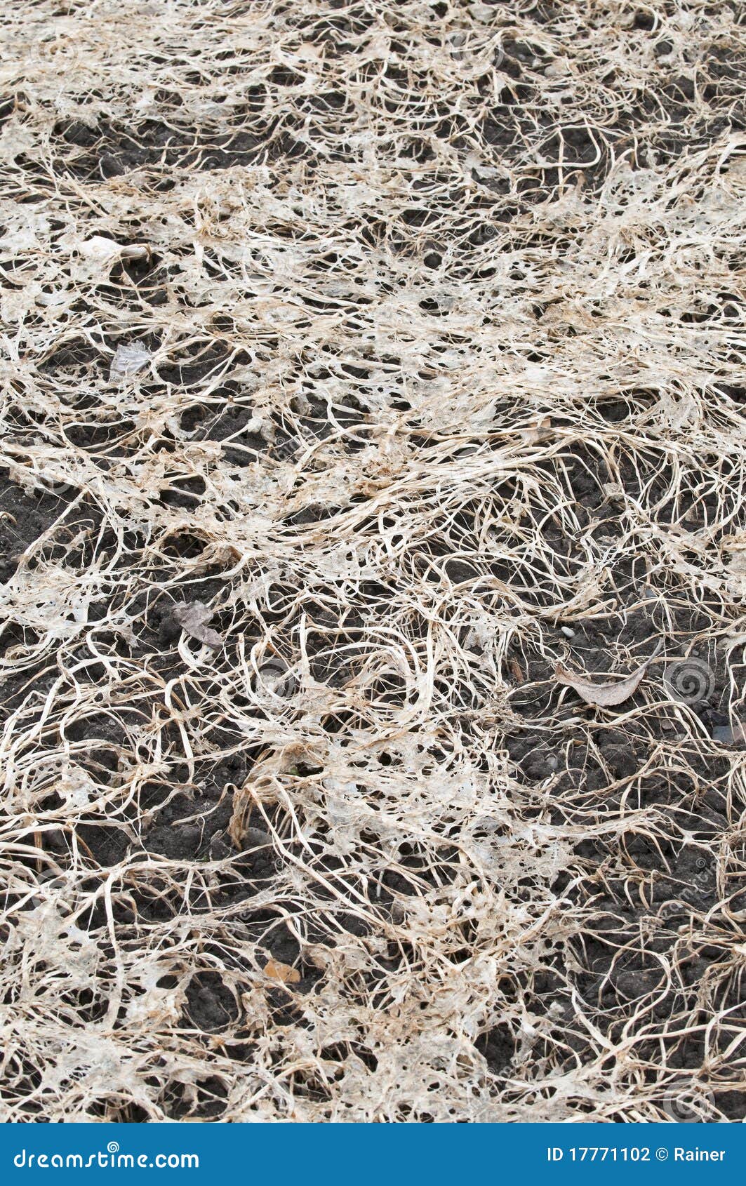 Rotting Plant Components on the Ground Stock Photo Image of stem