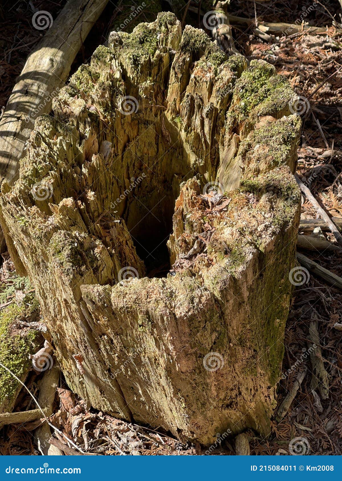 rotting tree trunk hollowed out stump