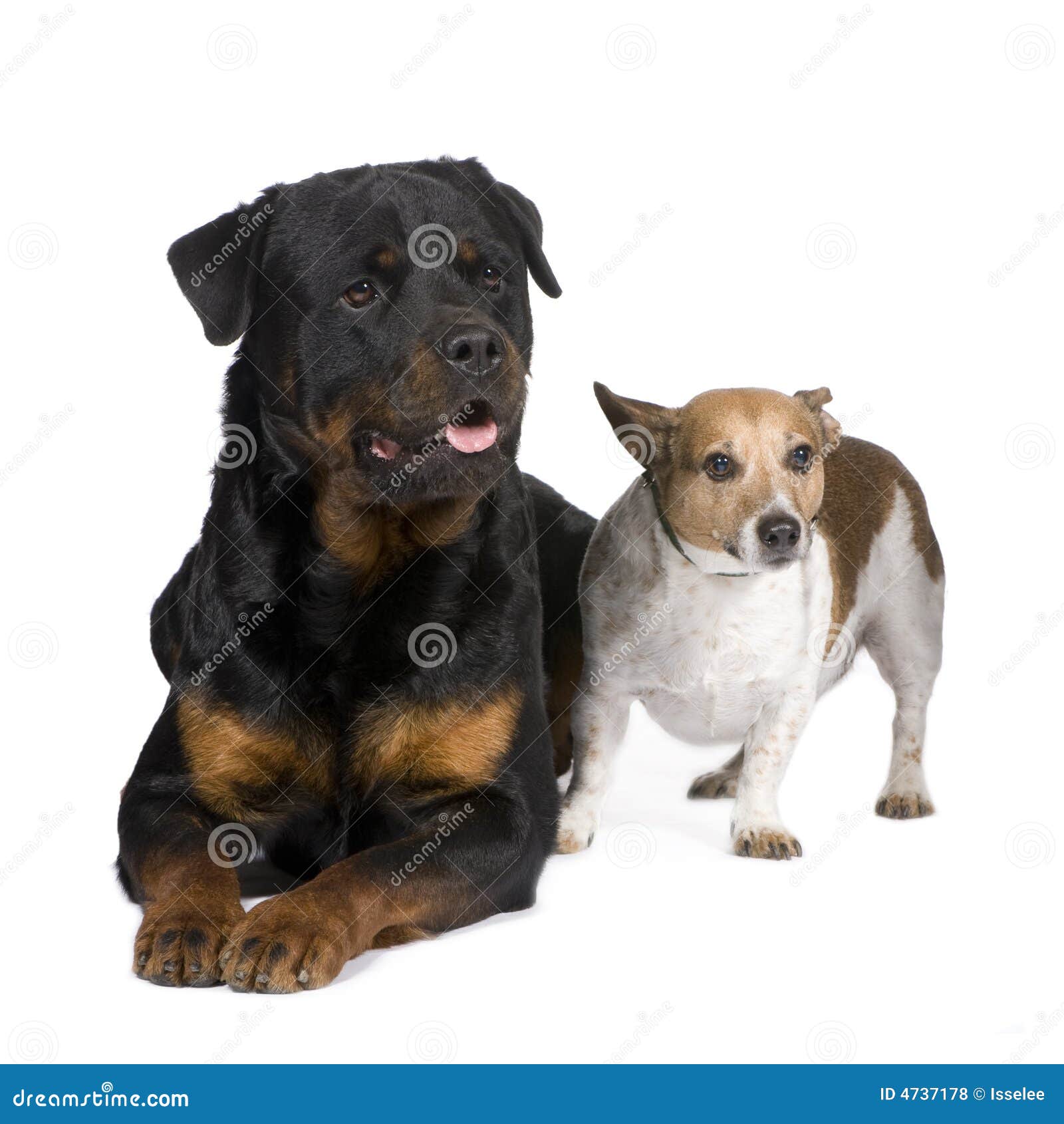 Rottweiler (3 Jahre) Und Eine Steckfassung Russel Stockfoto Bild von