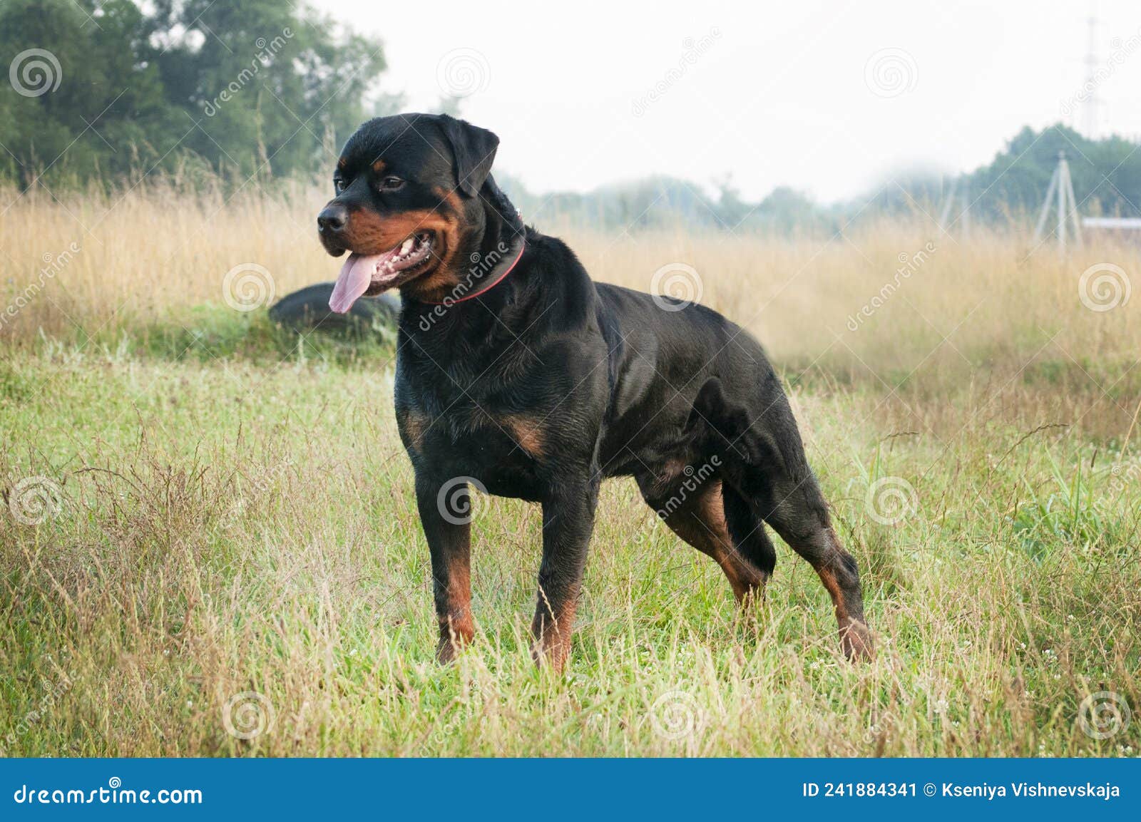 rottweiler dog breed standing on green grass