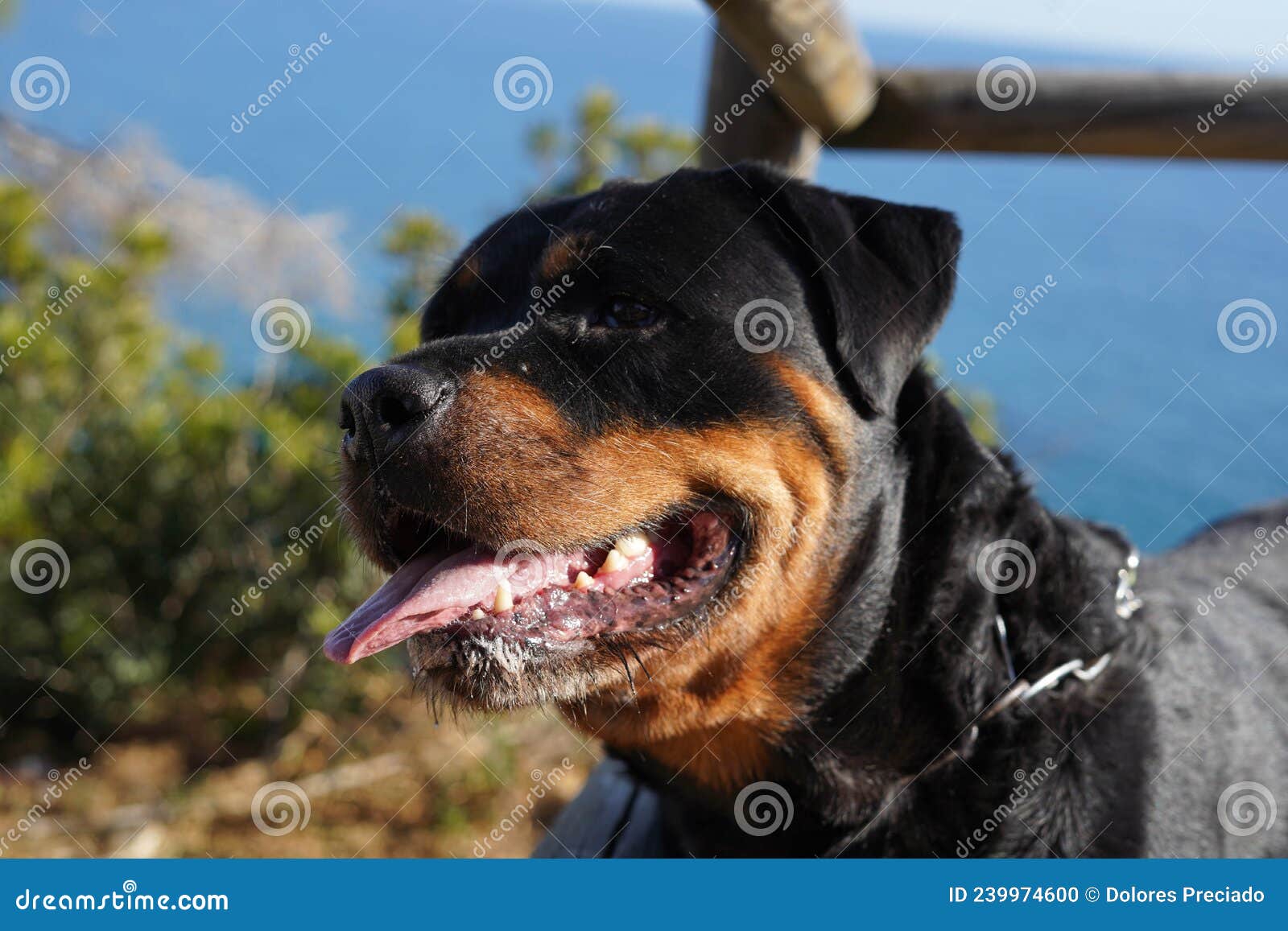 Rottweiler Dog of a Dangerous Breed Walking without a Muzzle Stock