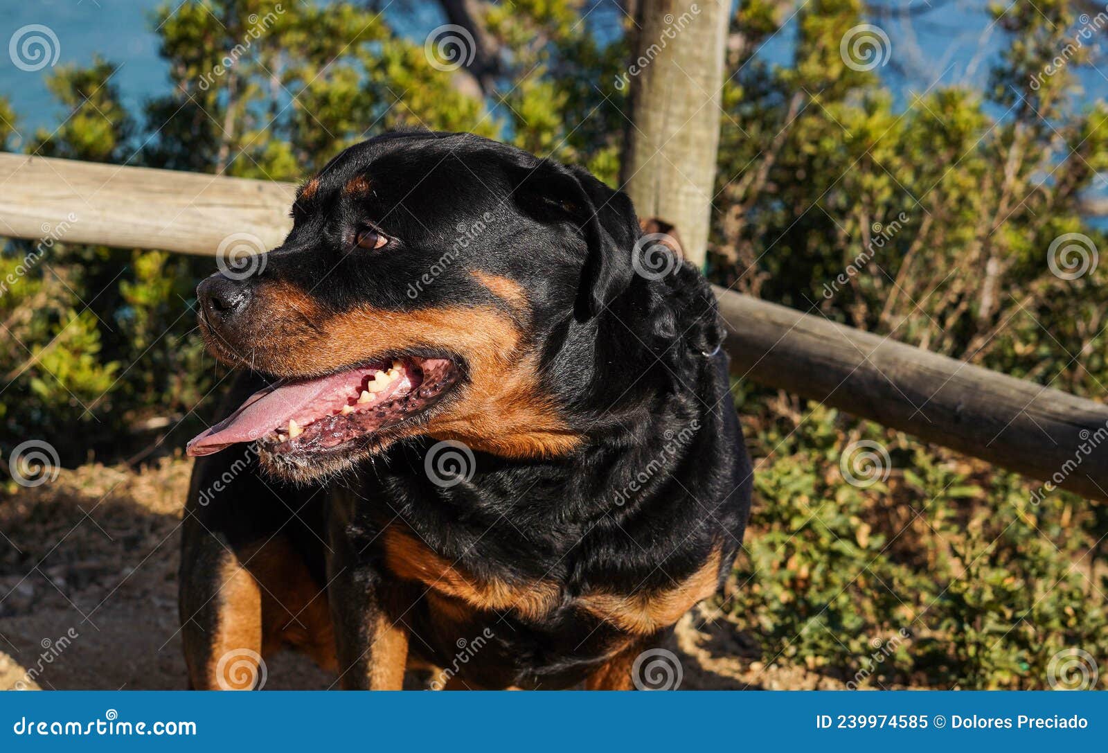 Rottweiler Dog of a Dangerous Breed Walking without a Muzzle Stock