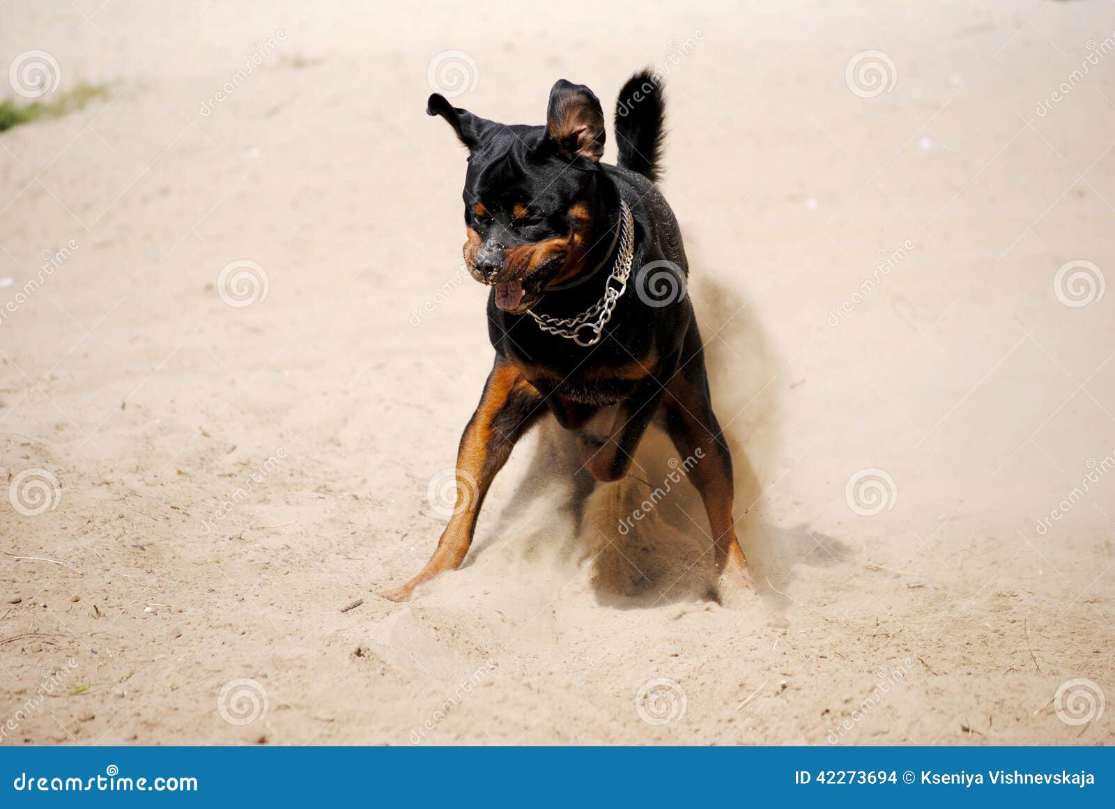An active dog Rottweiler stock photo. Image of animal 42273694