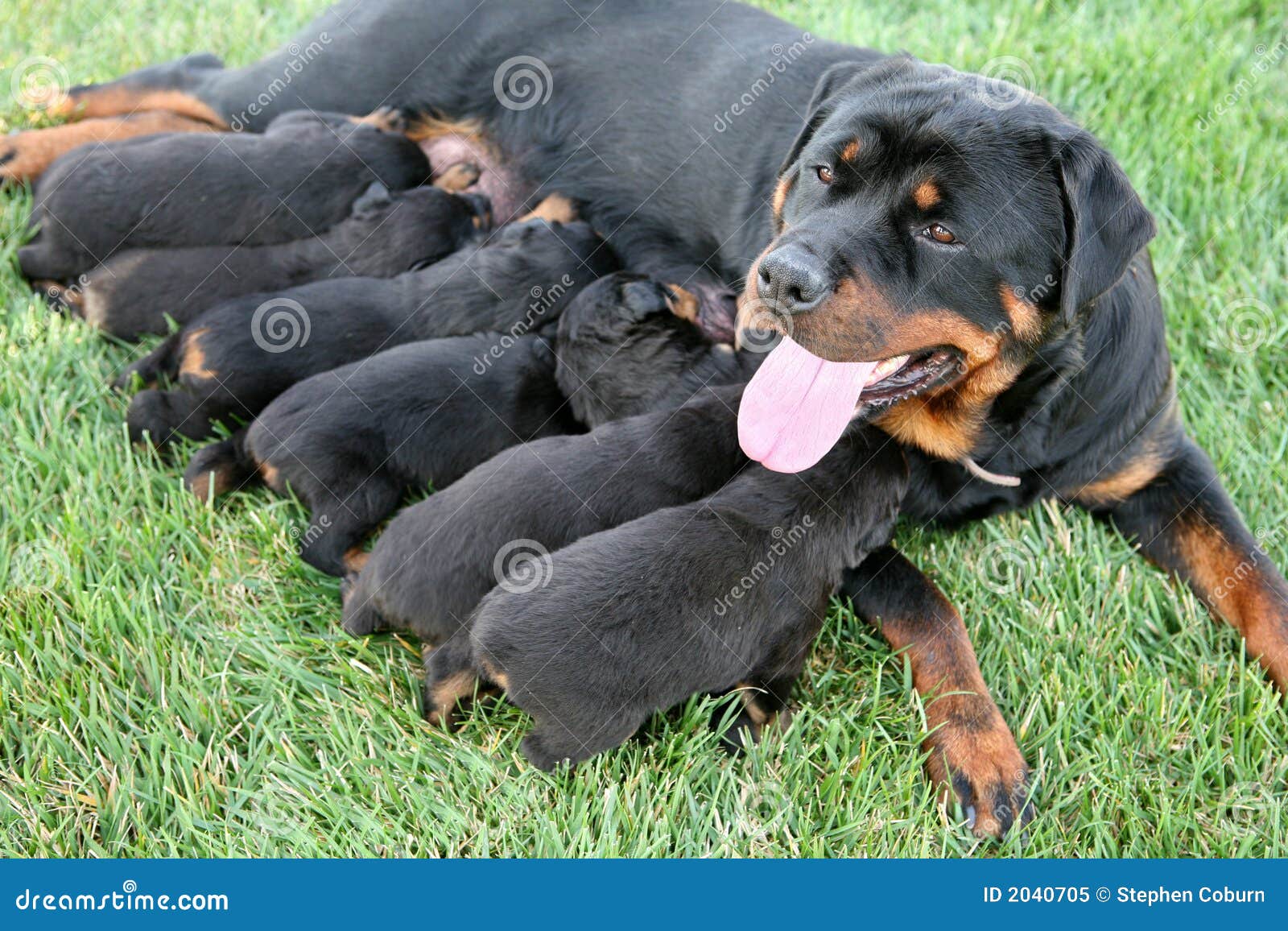 rottweiler dog nursing