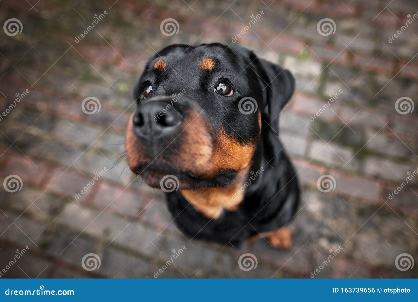 Rottweiler Dog Portrait Top View Stock Photo Image Of Rottweiler