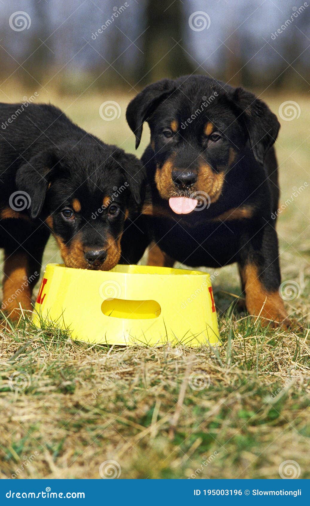ROTTWEILER DOG, PUPPIES EATING, ONE STICKING TONGUE OUT Stock Photo - Image  of full, canis: 195003196
