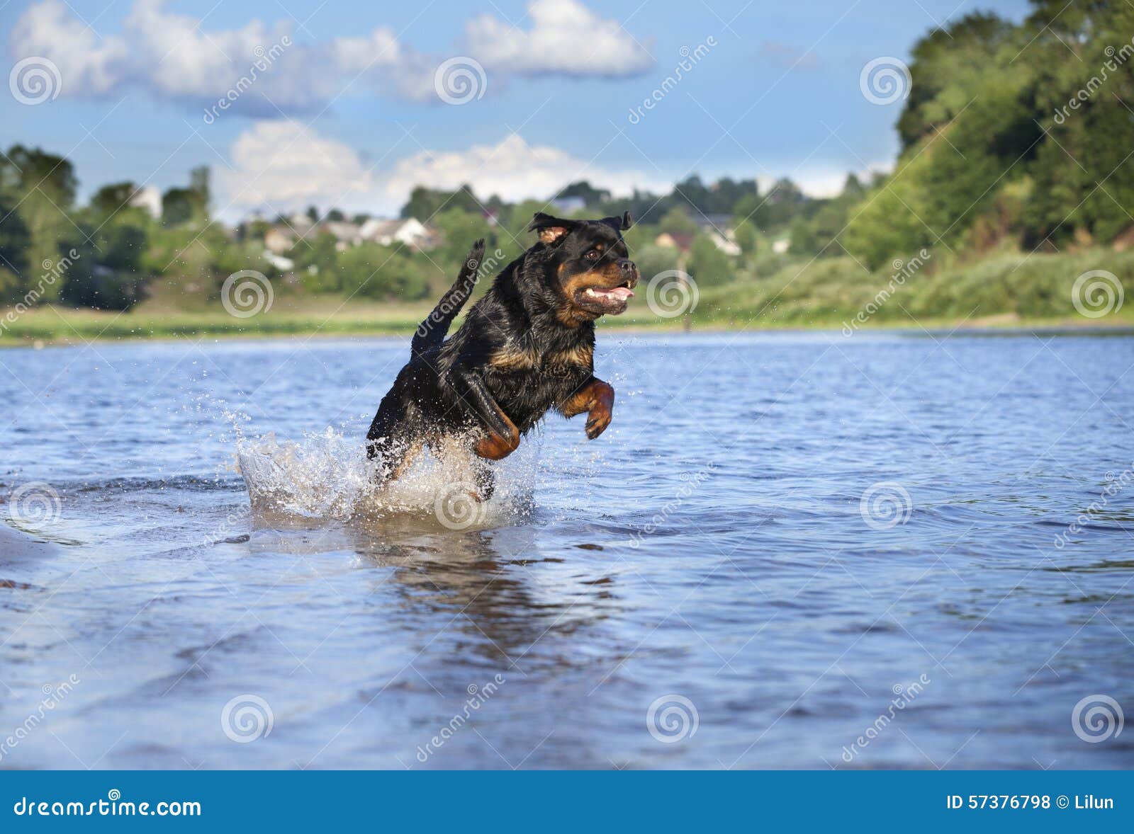Are Rottweilers Water Dogs