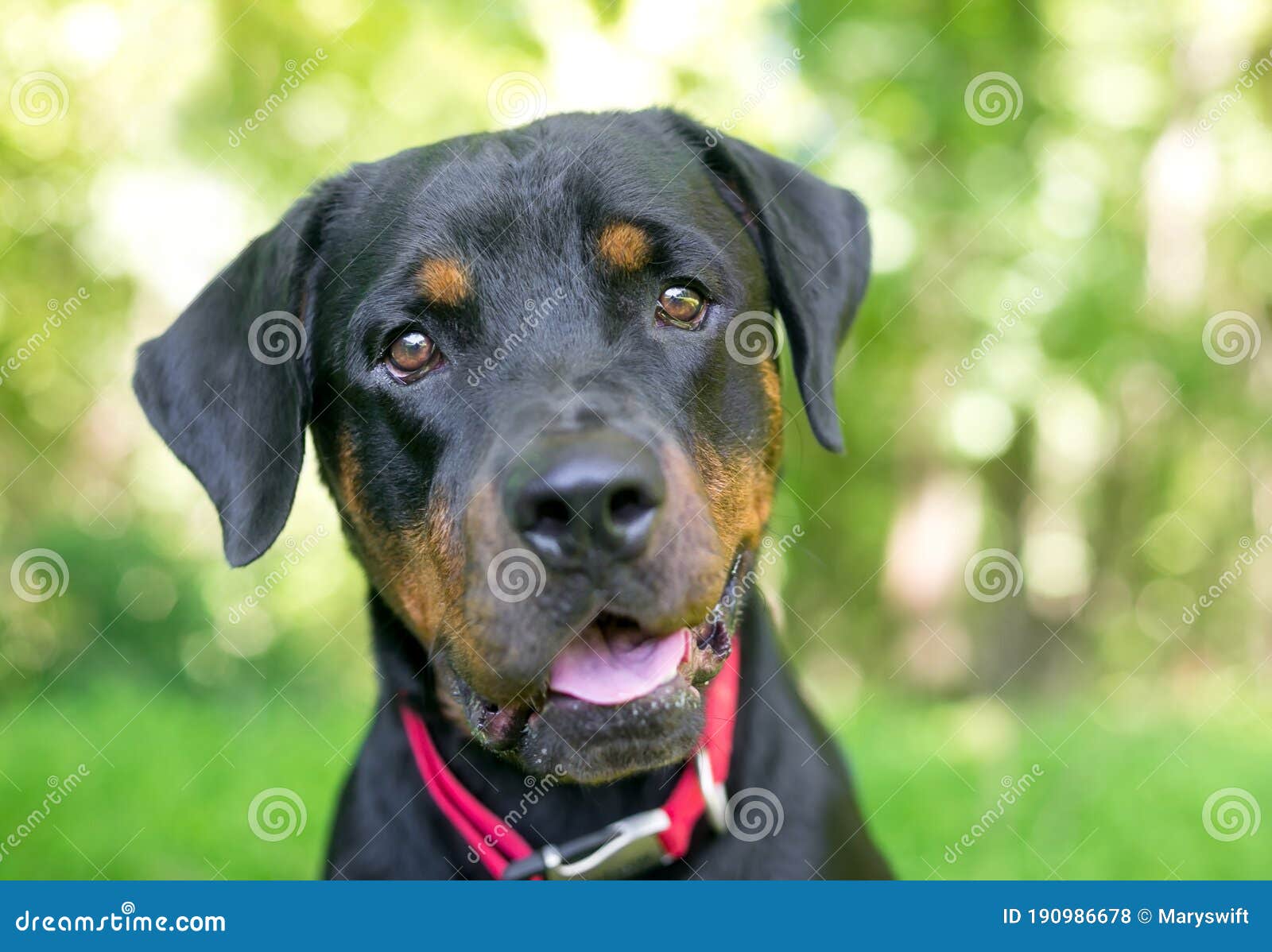 A Rottweiler Dog Wearing a Red Collar Stock Photo - Image of 