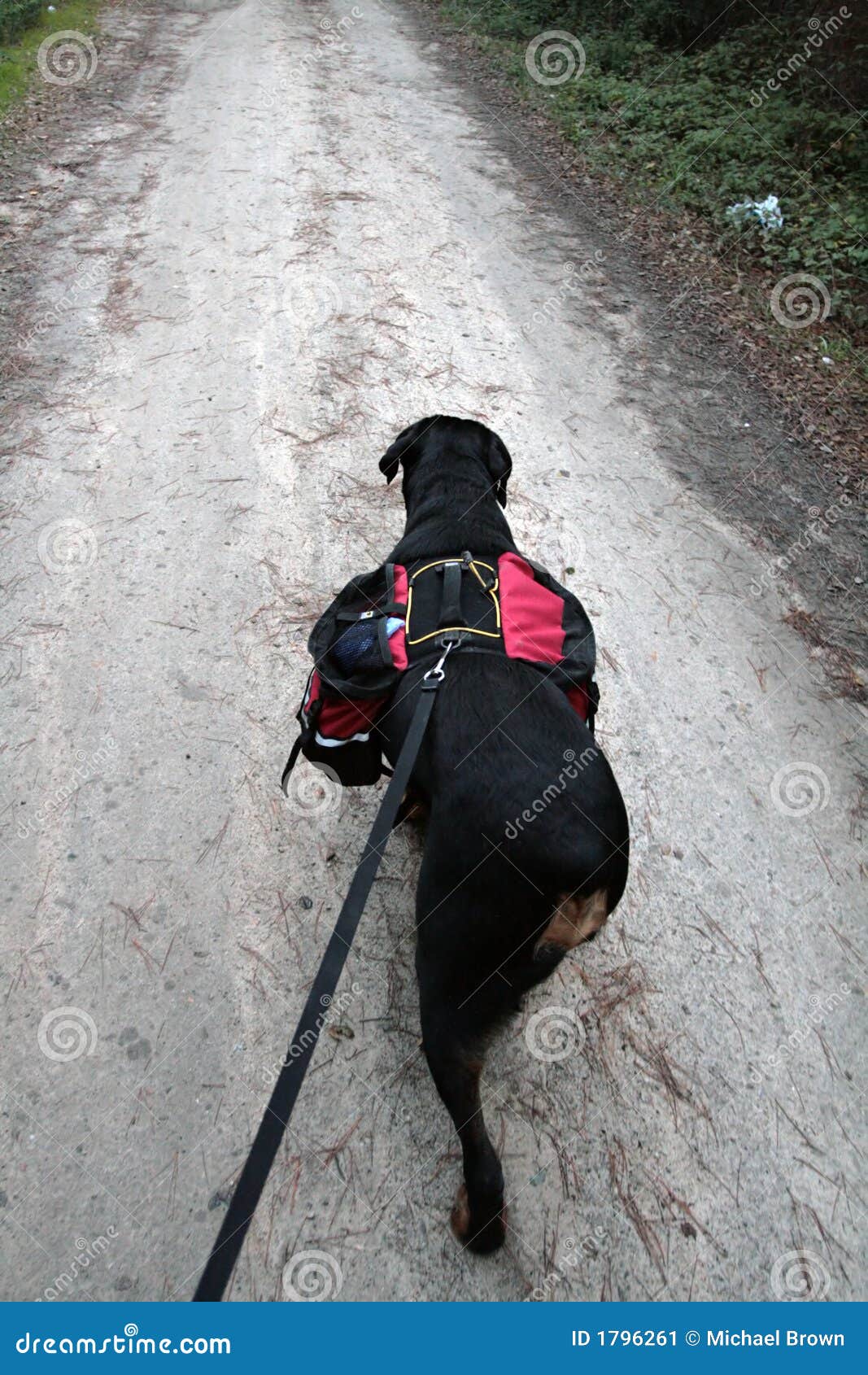 the bath house dog grooming