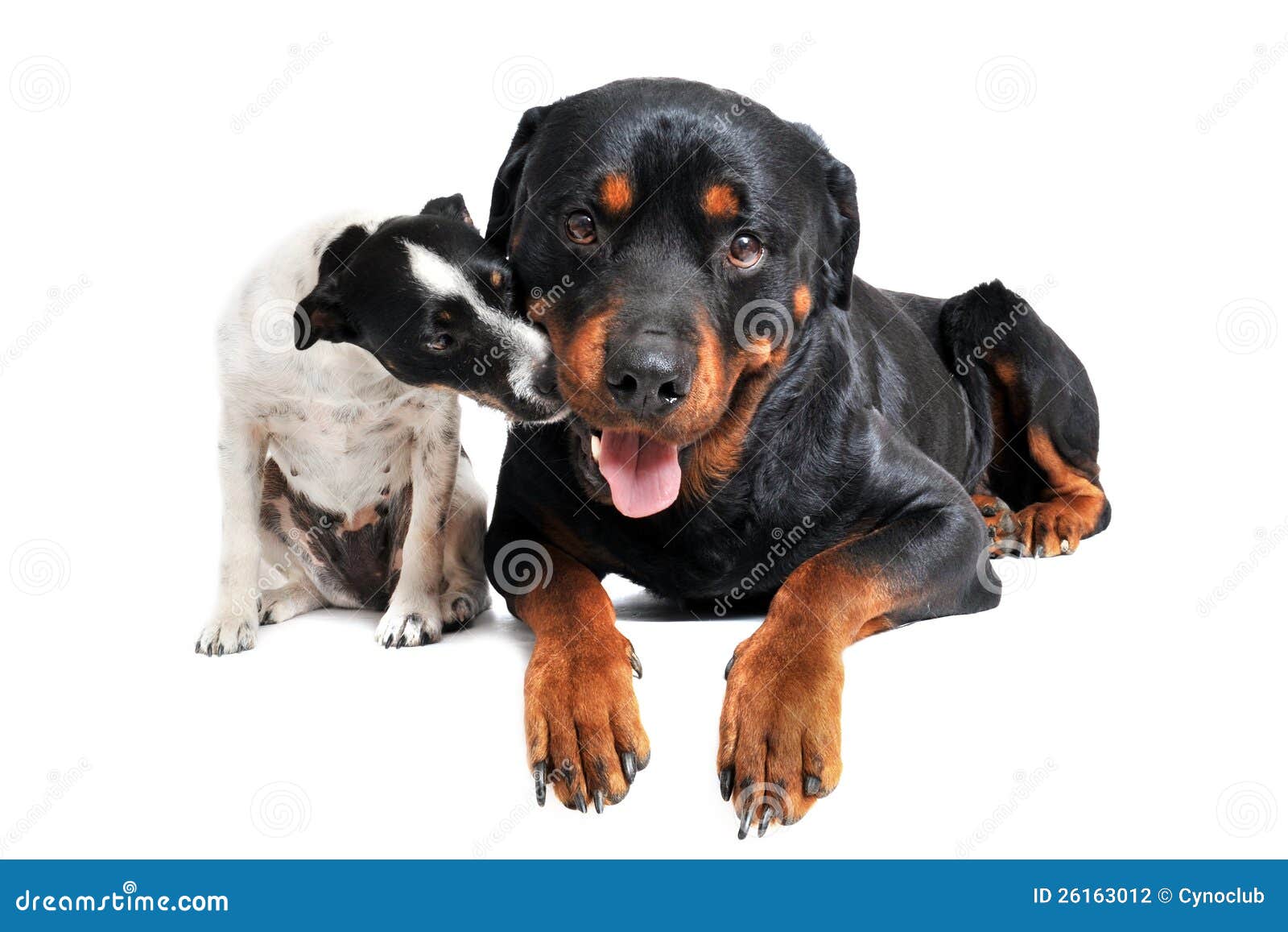 Rottweiler and Jack Russel Terrier Stock Photo Image of studio, jack