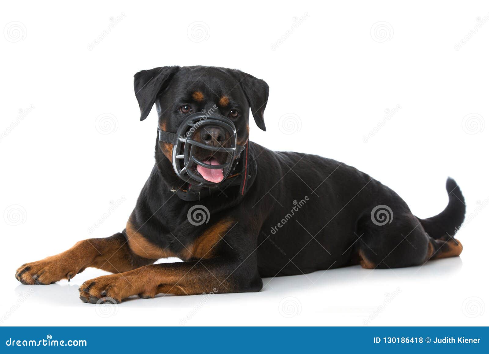 rottweiler muzzle