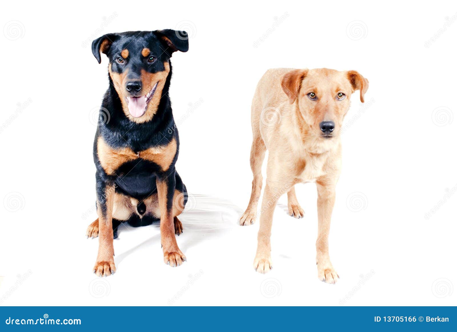 Rottweiler and Pinscher Together Stock Photo Image of isolated