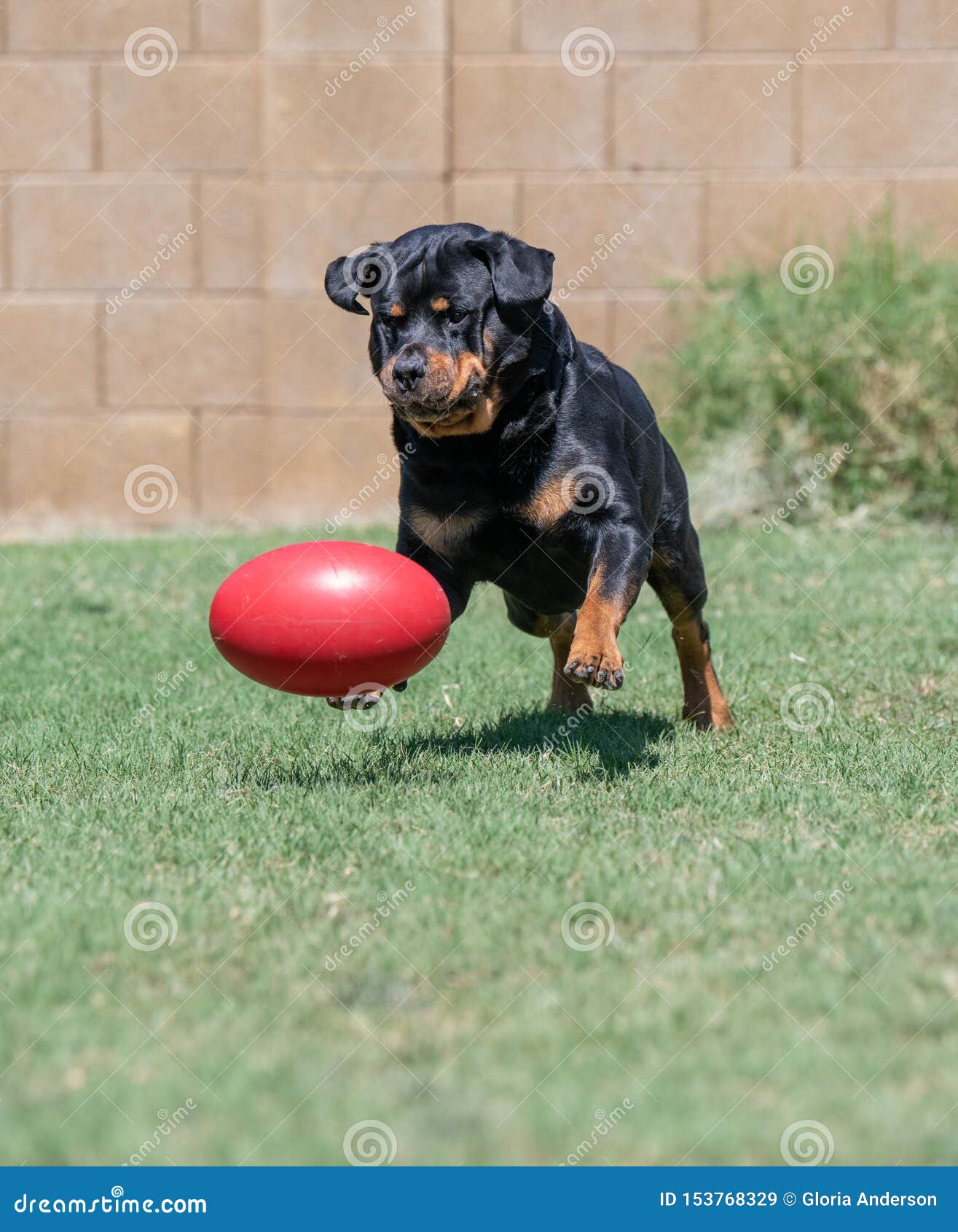 rottweiler toy