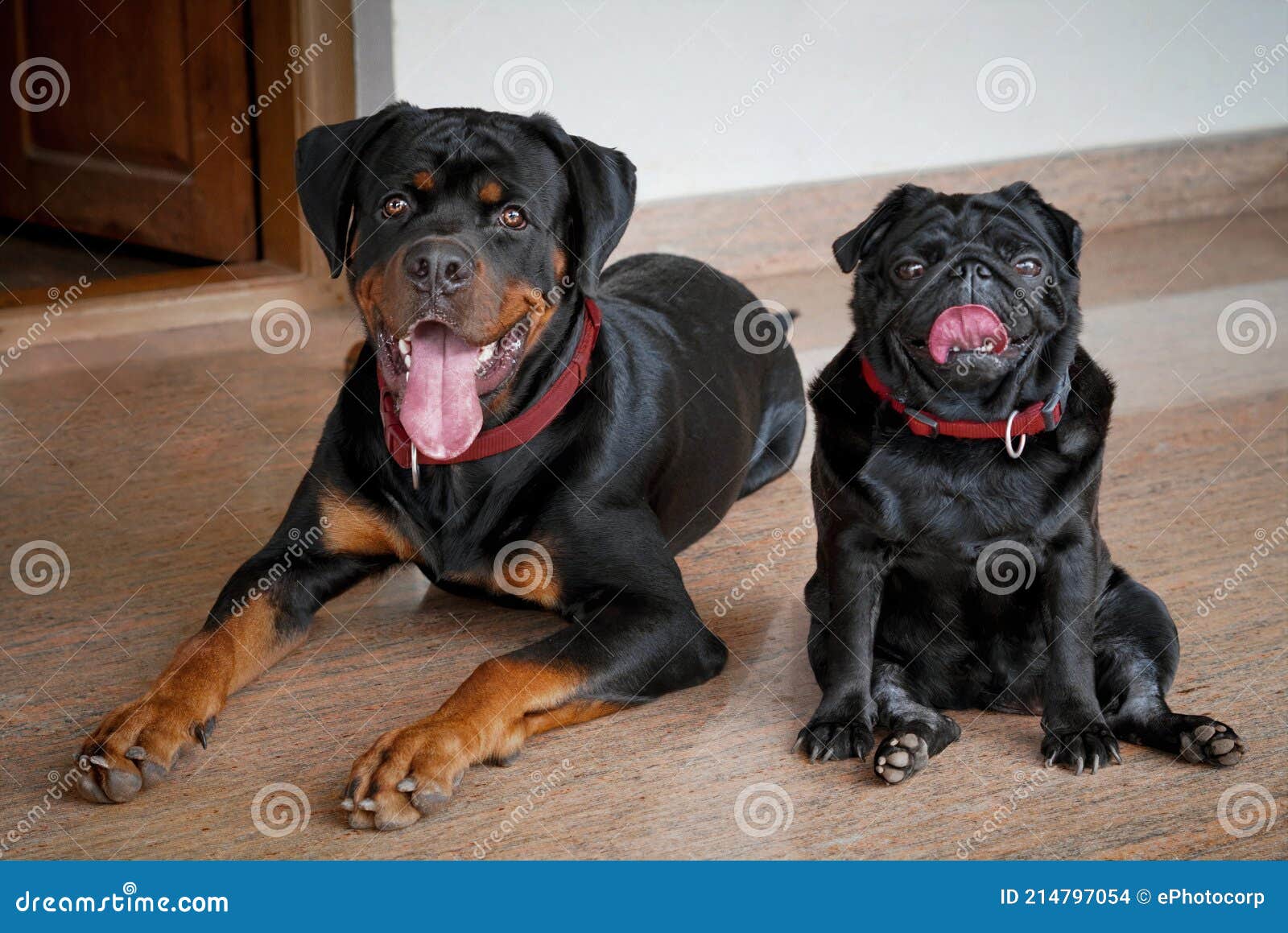 Rottweiler a Popular Family Guardian Dog and Pug with Distinct Features  Stock Photo - Image of breed, friend: 214797054