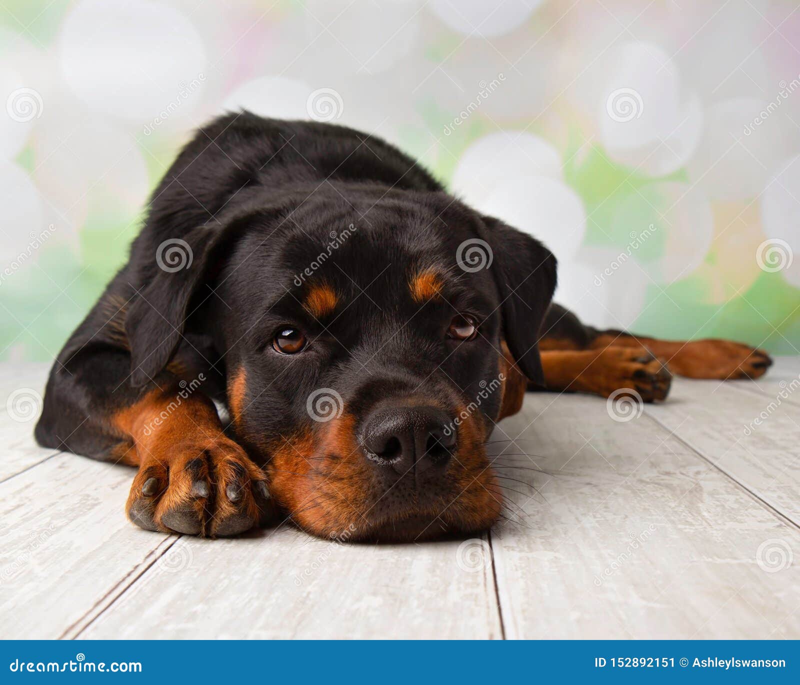 Rottweiler Portrait in Studio Lying Down Stock Image Image of close, detail 152892151