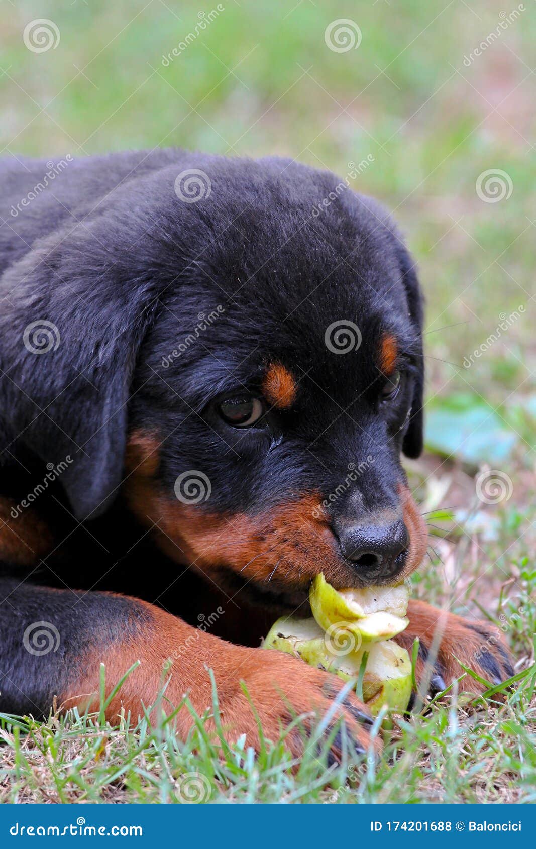 Rottweiler Eating Stock Photos - Free & Royalty-Free Stock Photos from  Dreamstime