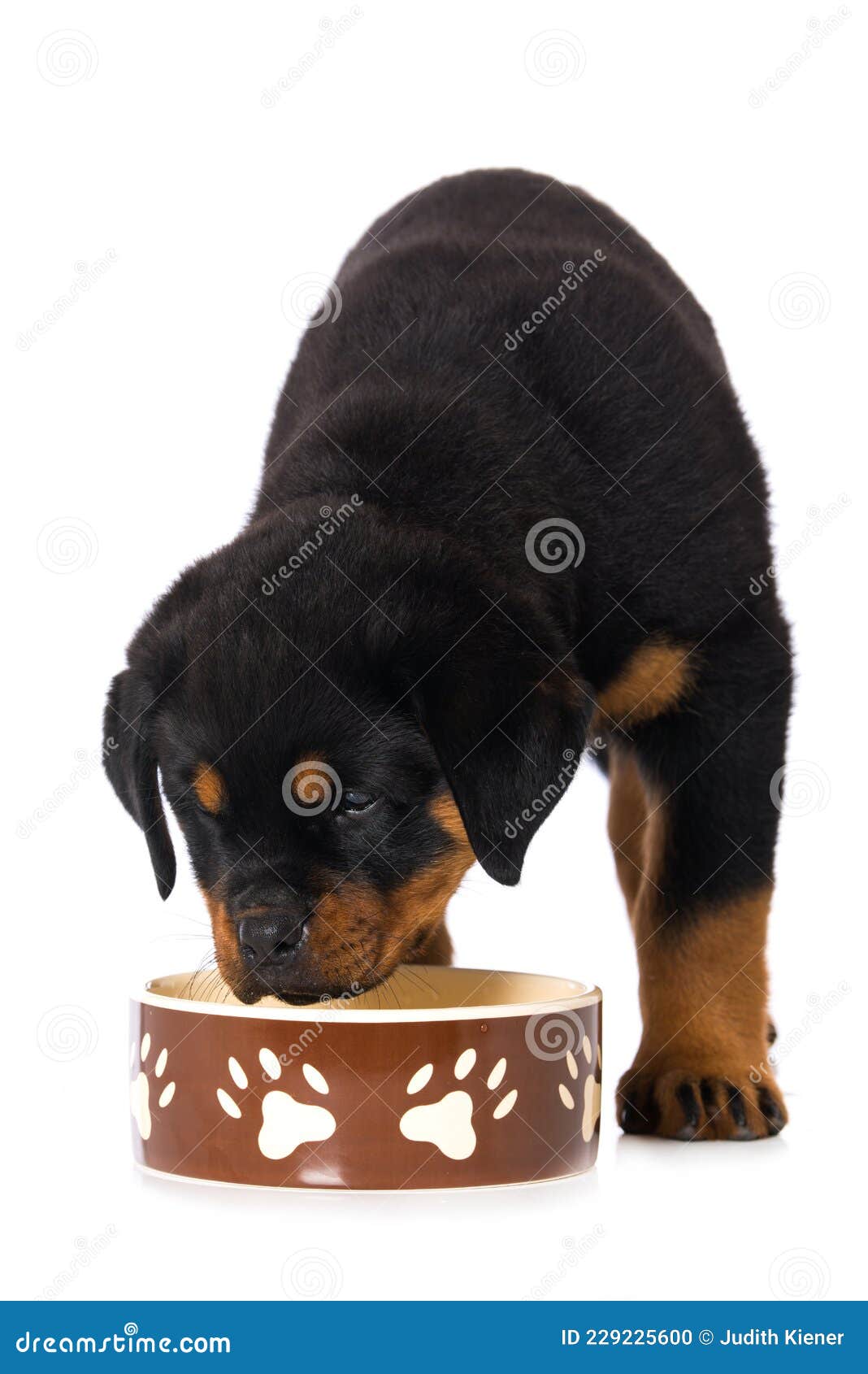 Rottweiler Puppy with Food Bowl Stock Photo Image of drink, white