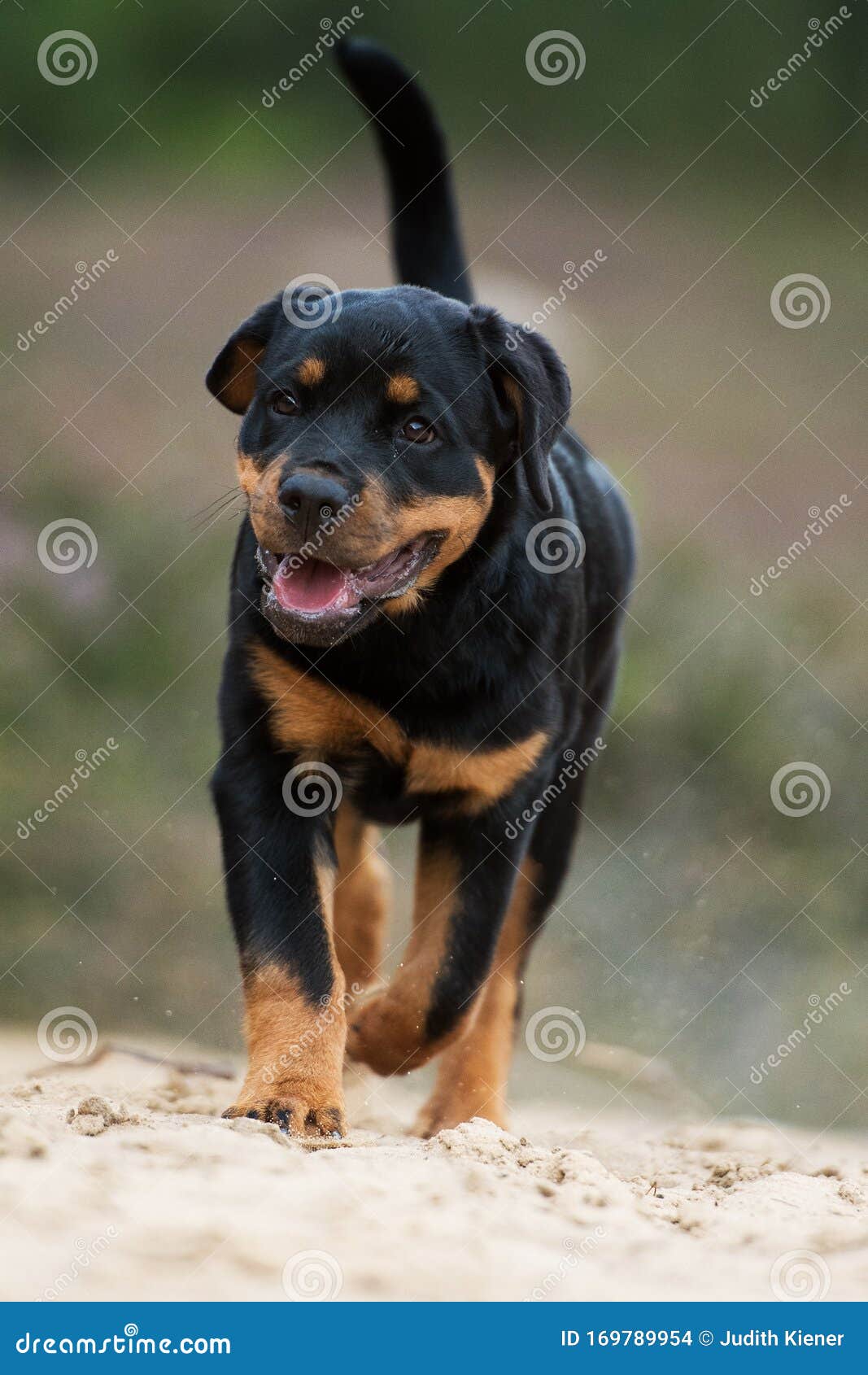 Pit rottweiler cheap puppies