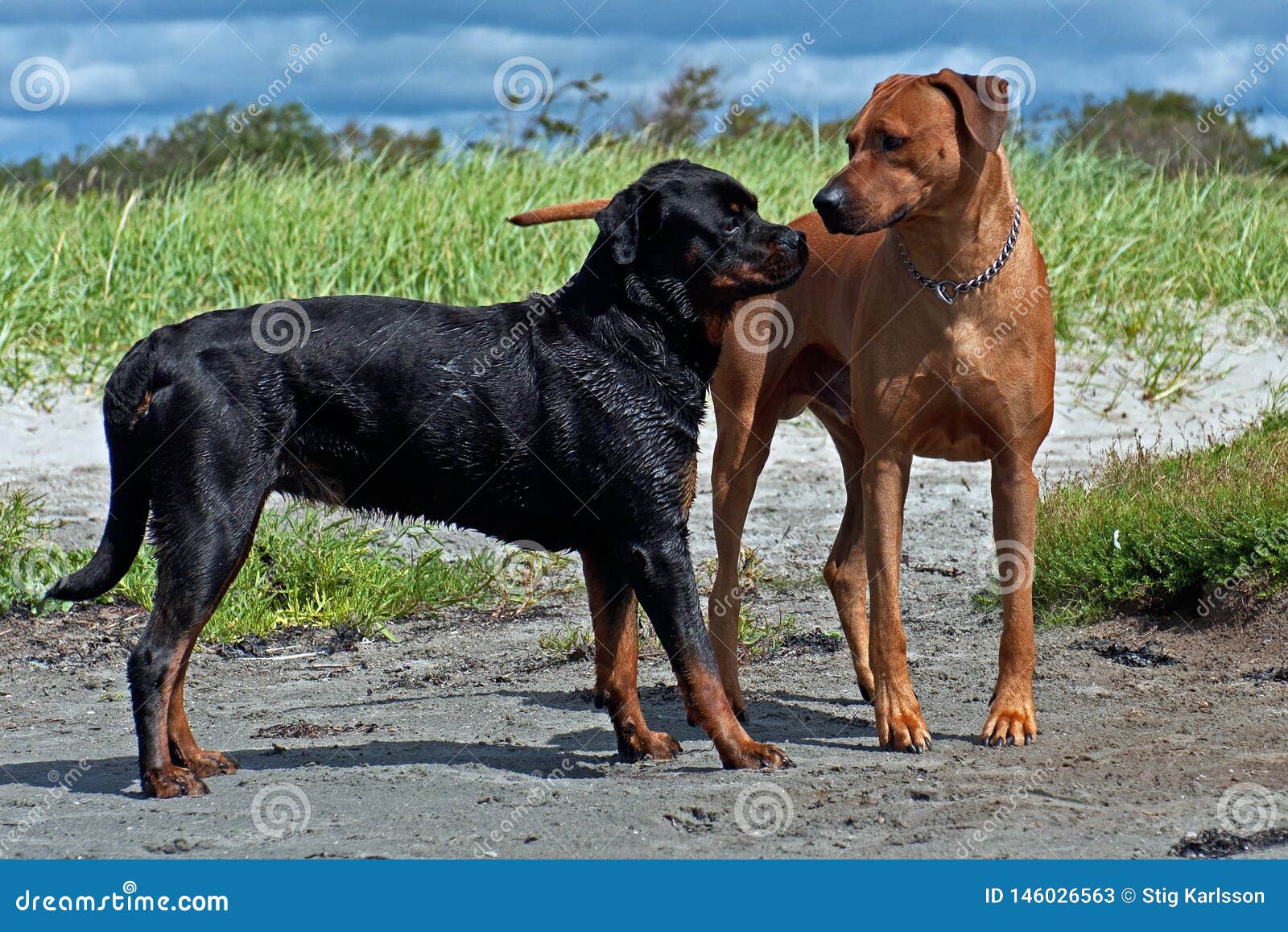 rhodesian ridgeback rottweiler