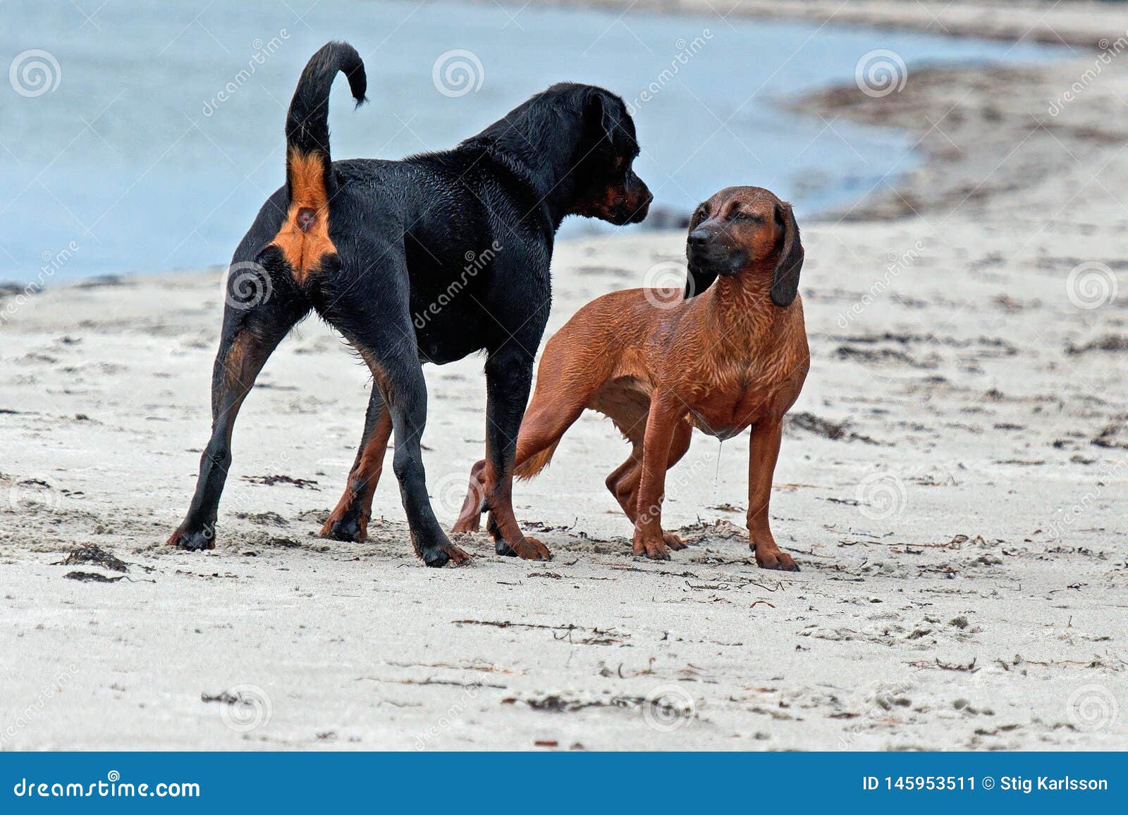 A Rottweiler Tells A Bavarian Mountain Hound Who It Is Leader Stock Image Image Of Hunting Leader 145953511