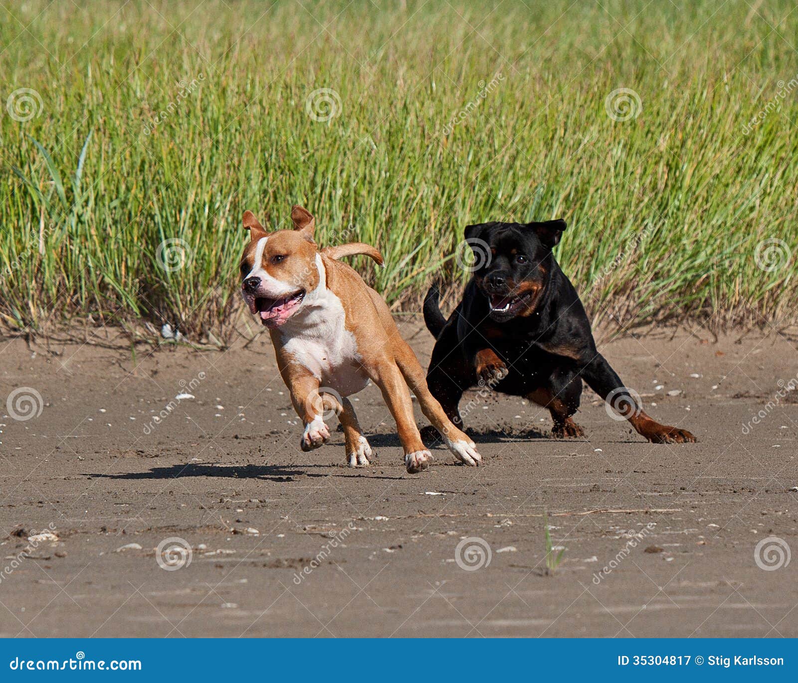 amstaff vs rottweiler