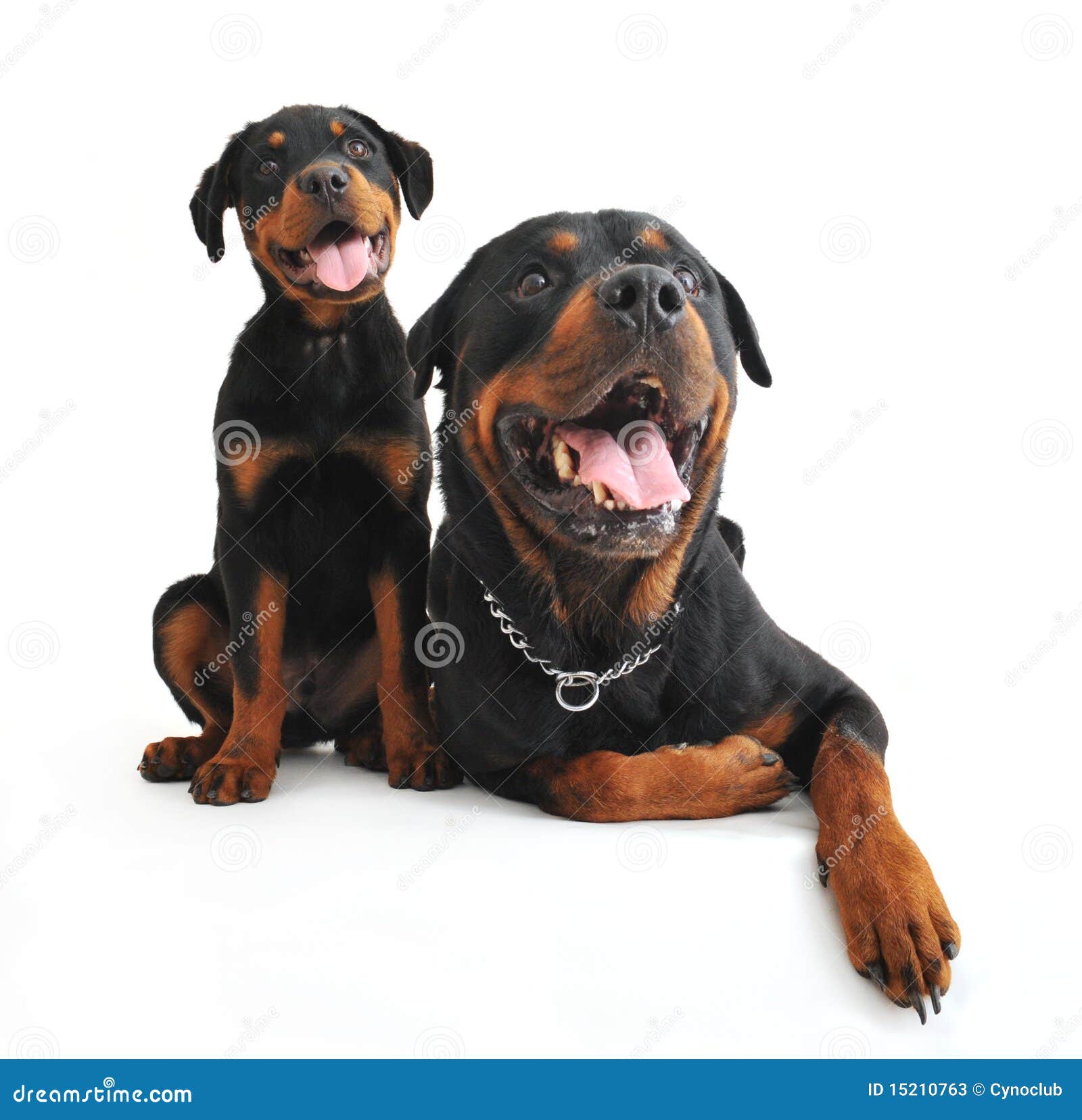 Rottweilers stock image. Image of animal, cute, indoors 15210763