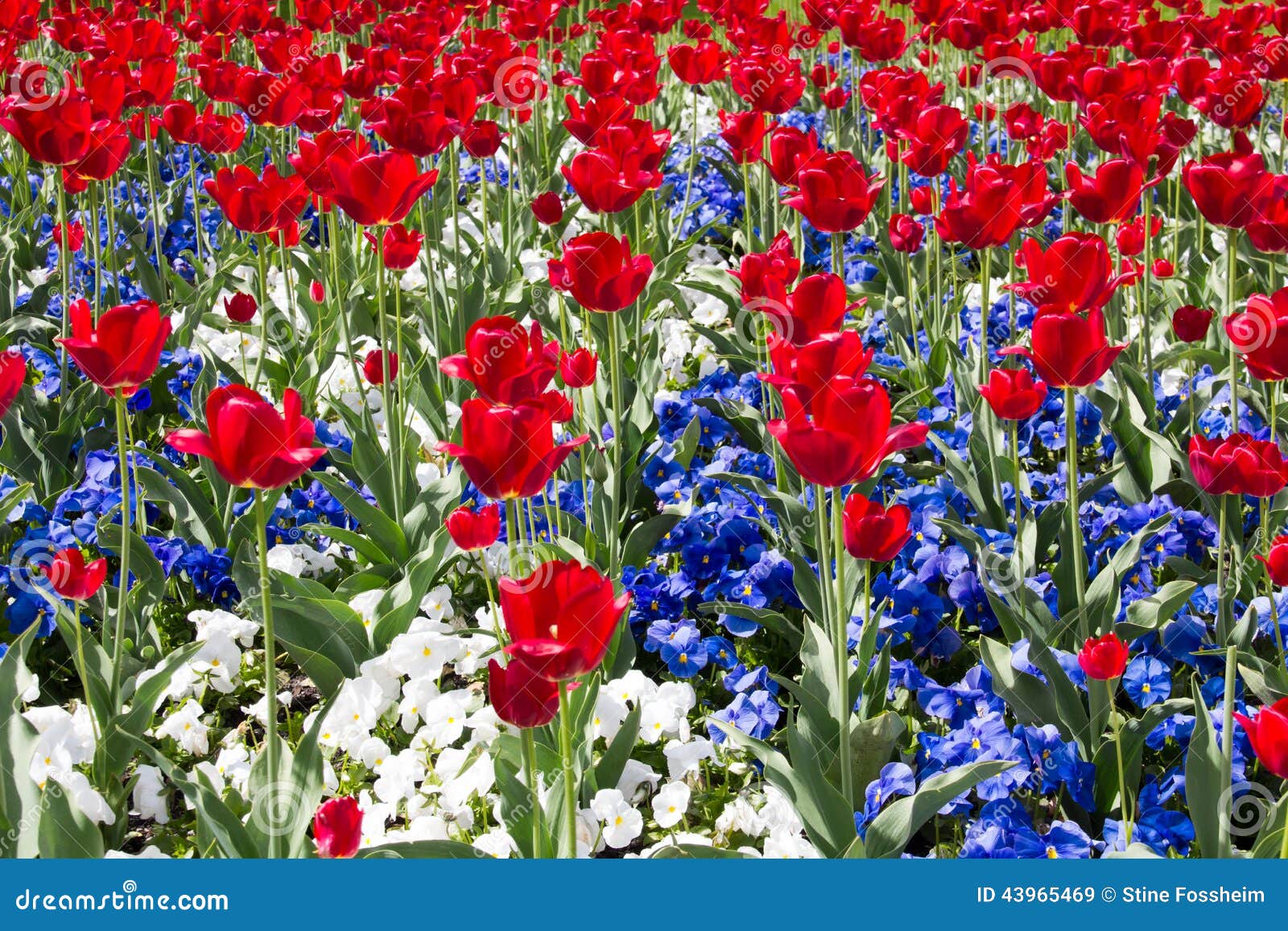 Rouge, blanc et bleu image stock. Image du environnement - 43965469