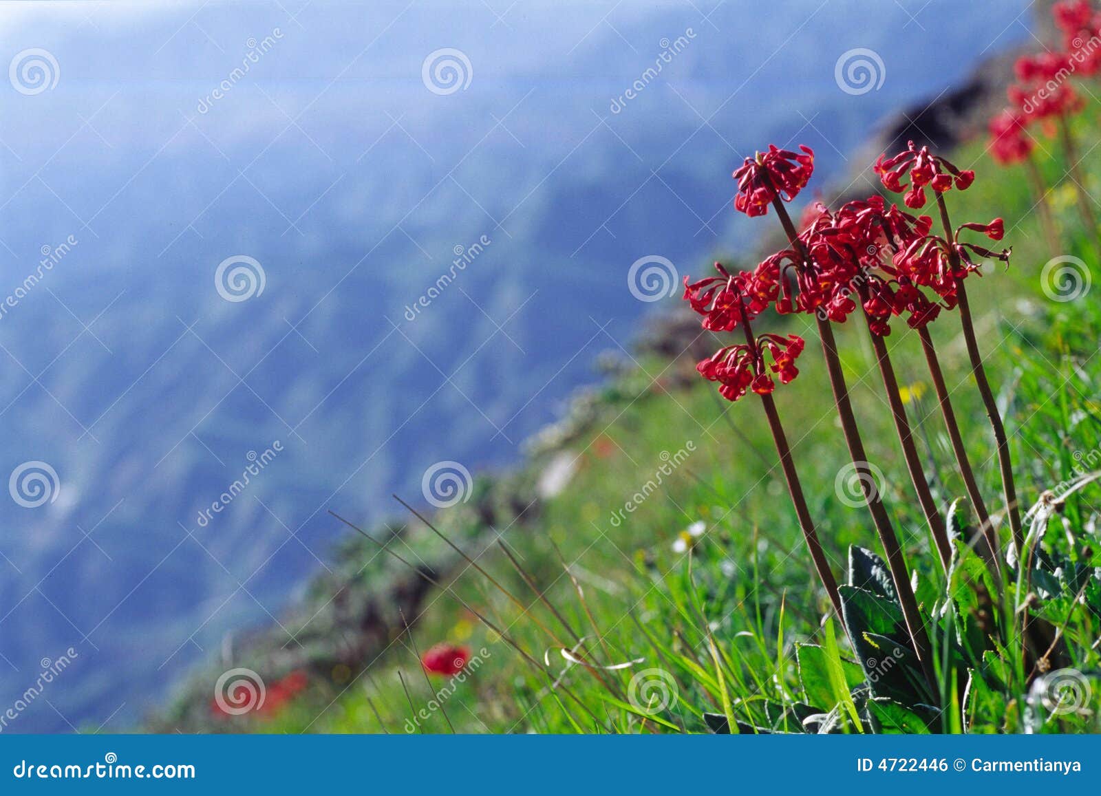 rouge flowers