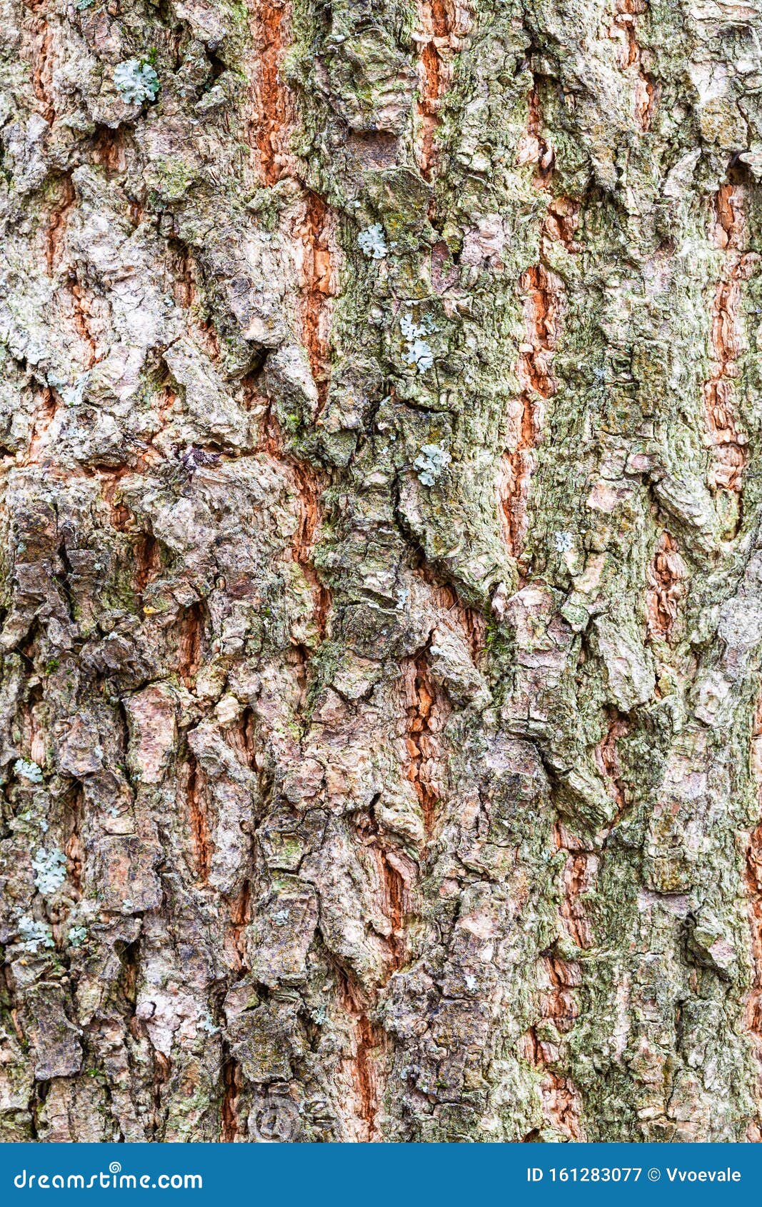 Rough Bark on Old Trunk of Ash Tree Close Up Stock Image Image of