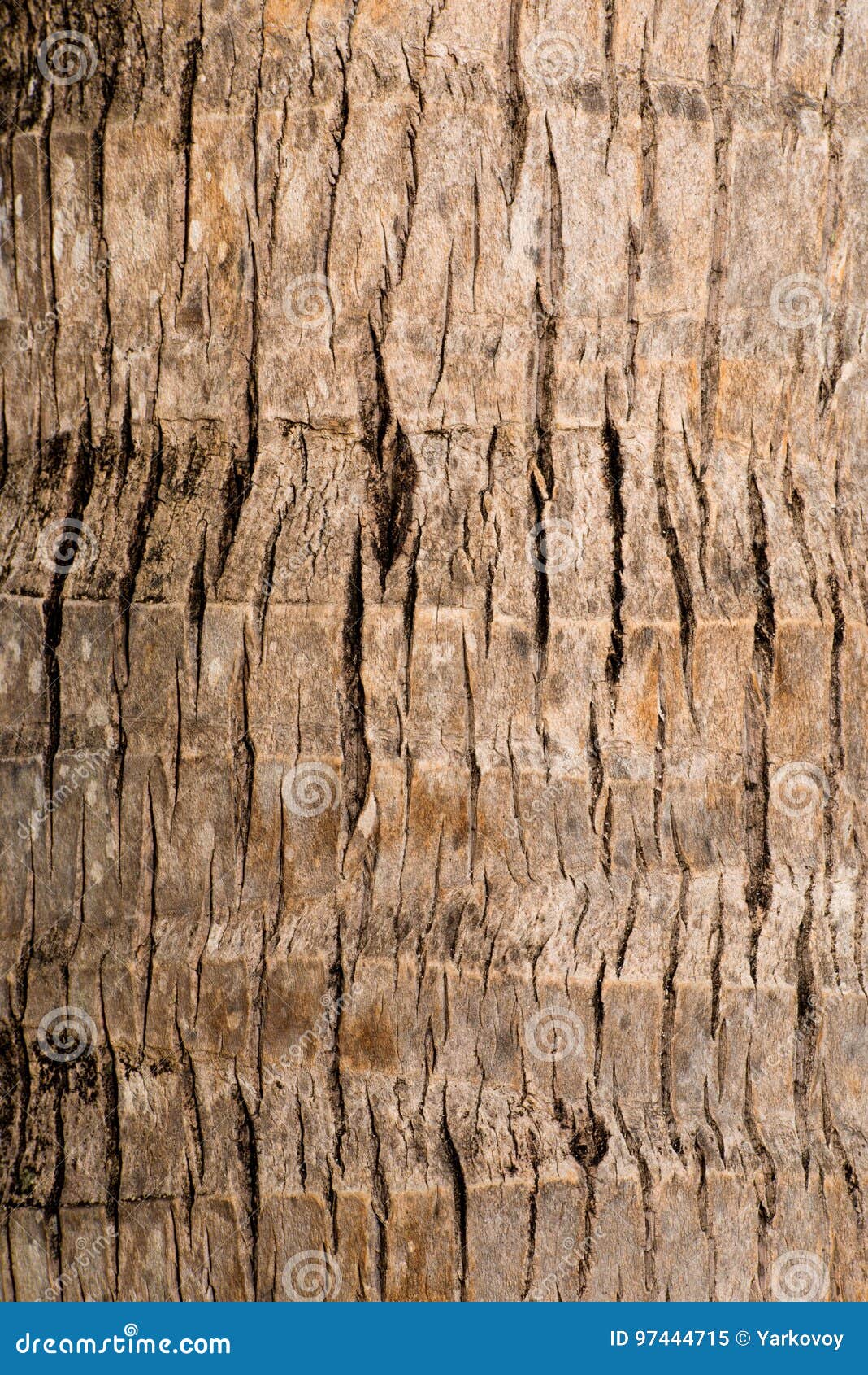 Rough Brown Palm Tree Wood Bark Natural Texture Background. Stock Image